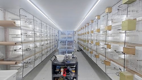 Ηθικά Ζητήματα στην Εκτροφή Σπιζών και στις Γενετικές Παρεμβάσεις