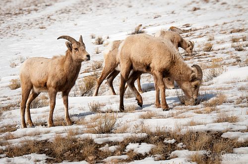 Female Big Horn Sheep