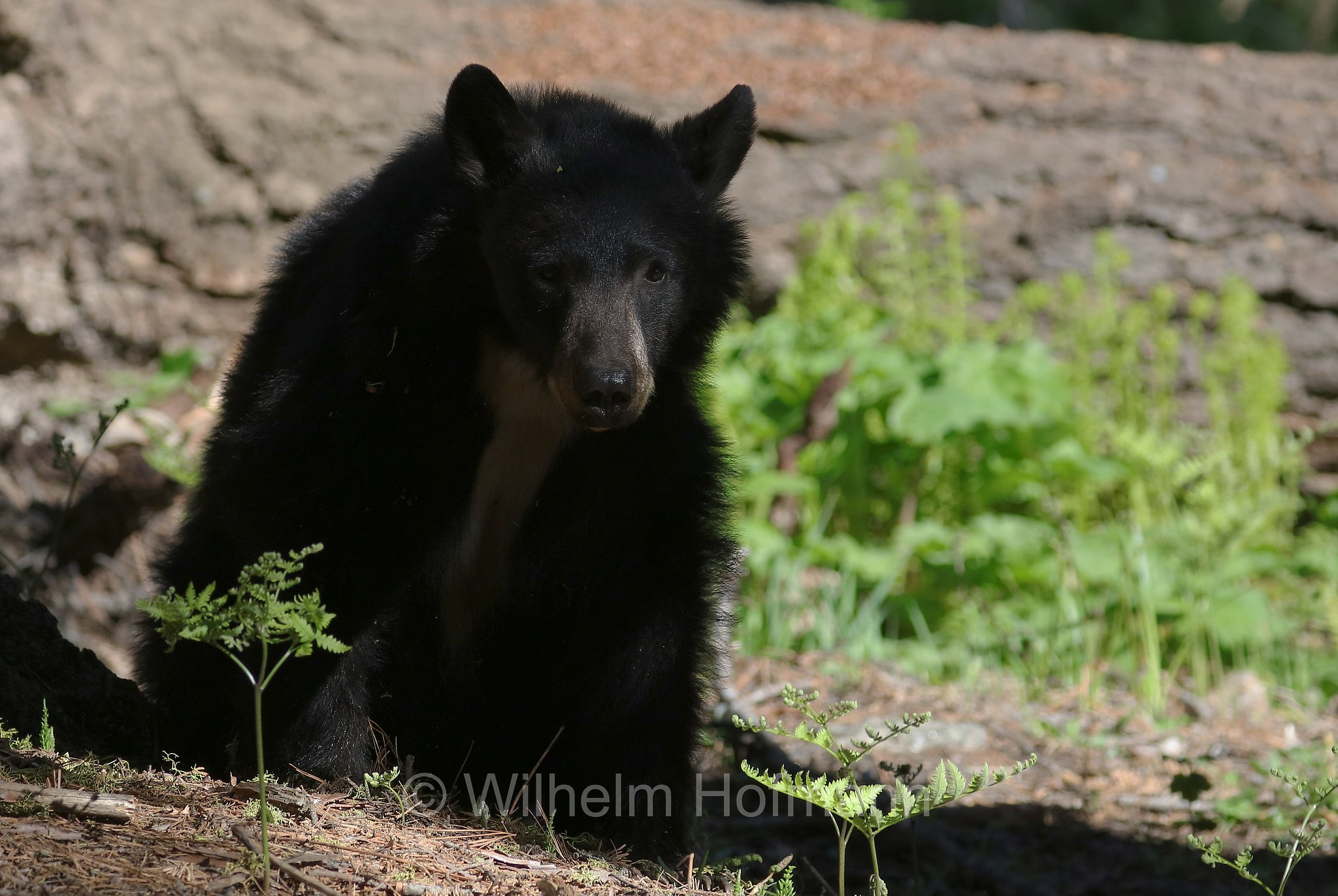 Ursus americanus, American black bear, black bear, Amerikanischer Schwarzbär, Baribal, orso nero, baribal, Crescent Meadow, Sequoia National Park, Sequoia-Nationalpark, Parco nazionale di Sequoia, California, Kalifornien, USA
