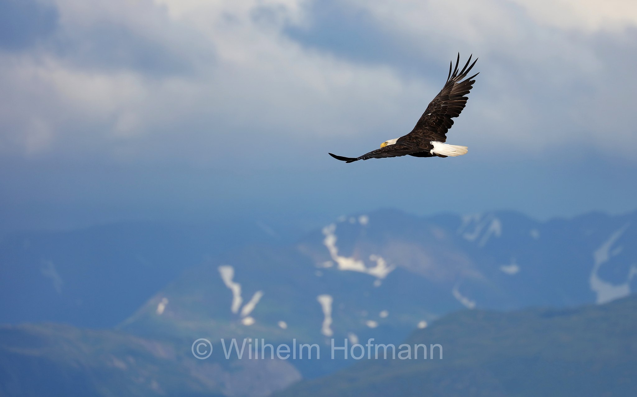 Haliaeetus leucocephalus, bald eagle, Weißkopfseeadler, aquila di mare testabianca, aquila calva, Homer Spit, Kachemak Bay, Kenai Peninsula, Kenai-Halbinsel, Penisola di Kenai, Alaska, USA