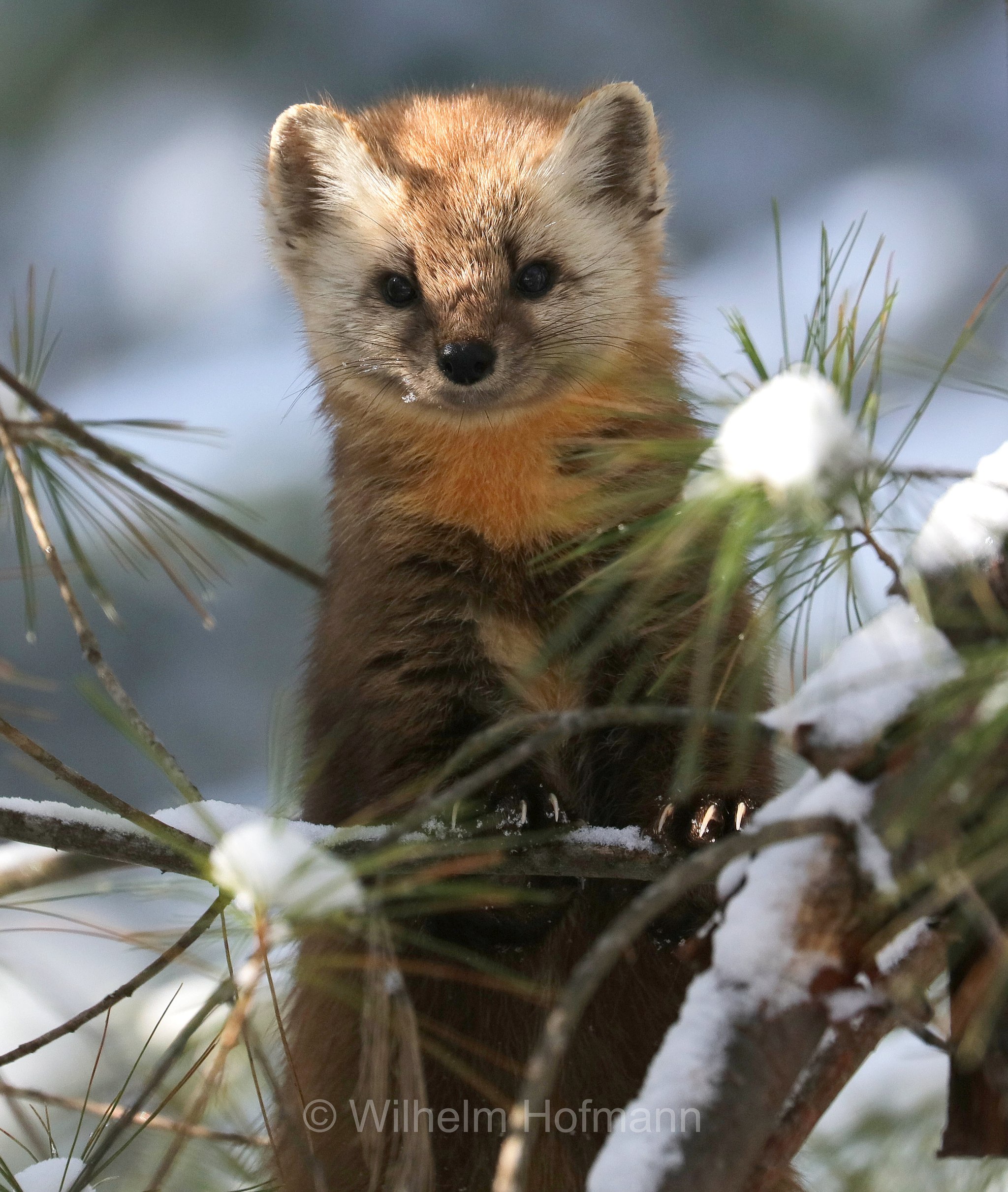 Martes americana, American marten, American pine marten, pine marten, Fichtenmarder, martora americana, Algonquin Provincial Park, Parco provinciale di Algonquin, Ontario, Canada, Kanada