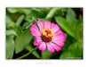 THE ONE - WILDLIFE & NATURE - "Dragonfly" - LIMITED EDITION 5 of 5