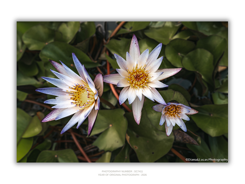 THE ONE - WILDLIFE & NATURE - "Nymphaea Angle" - LIMITED EDITION 5 of 5