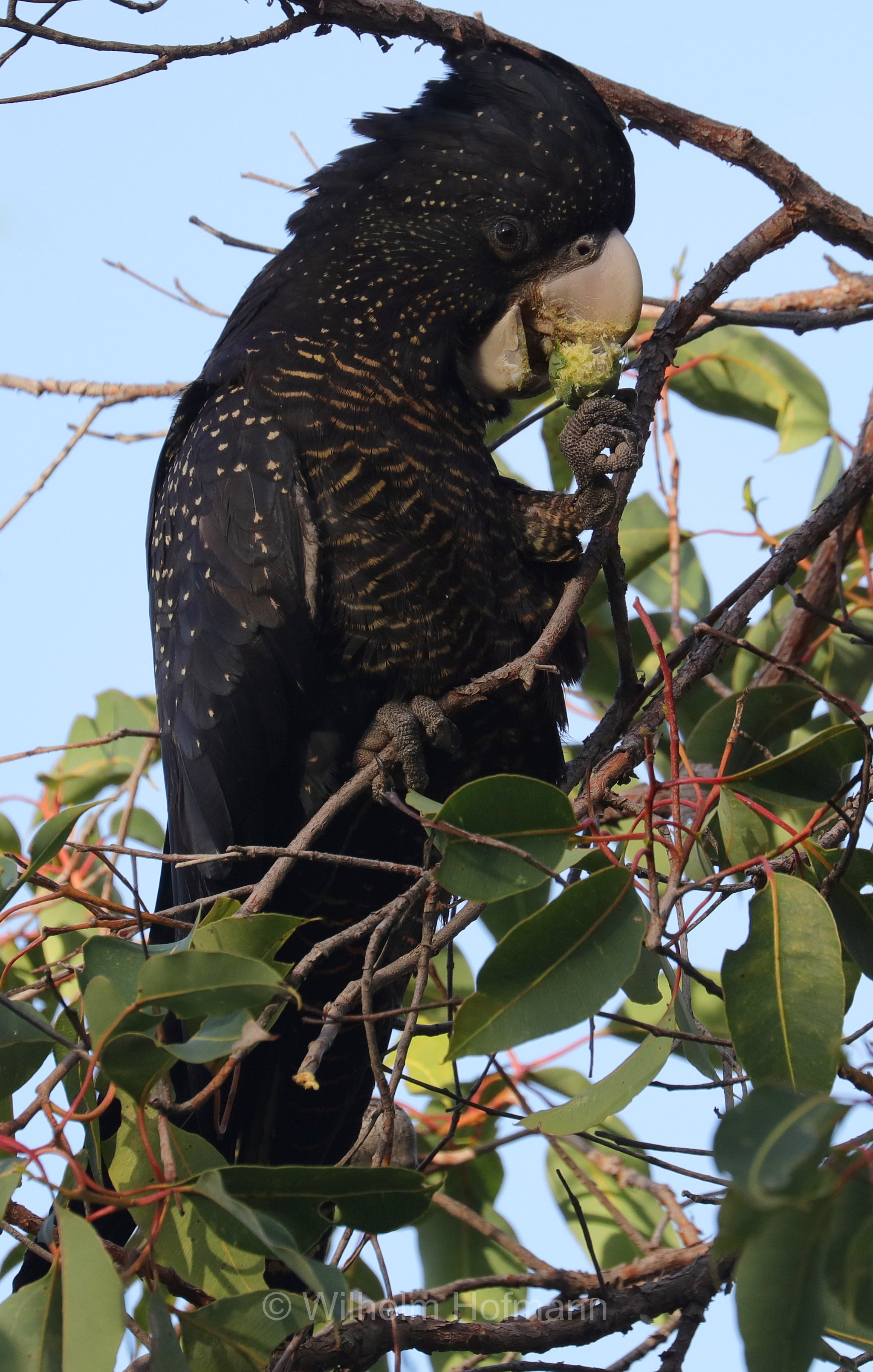 Calyptorhynchus banksii naso, forest red-tailed black cockatoo, Westaustralischer Rotschwanz-Rabenkakadu, cacatua nero codarossa della foresta, John Forrest National Park, John-Forrest-Nationalpark, Parco nazionale John Forrest, Western Australia, Westaustralien, Australia Occidentale, Australia, Australien