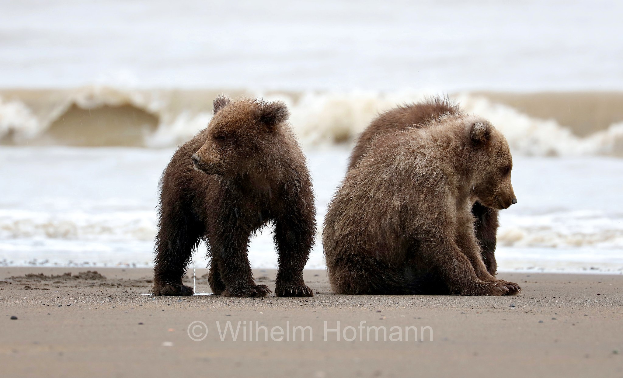 Ursus arctos gyas, Alaska Peninsula brown bear, peninsular grizzly, Alaska-Halbinsel-Braunbär, Alaska-Küstenbraunbär, Alaska-Braunbär, Großer Alaska-Braunbär, orso bruno della penisola dell'Alaska, grizzly peninsulare, grizzly costiero, grizzly gigante, Silver Salmon Creek, Lake Clark National Park, Lake Clark National Park and Preserve, Lake-Clark-Nationalpark, Parco nazionale e riserva di Lake Clark, Alaska, USA