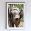 COLLECTION - GIANTS OF THE LAND VERTICAL - "Hello" - LIMITED EDITION 10 of 10