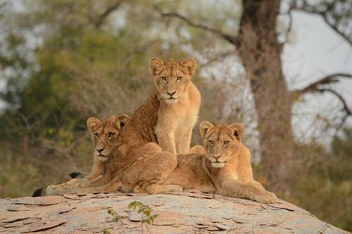 Explore the wonders of wildlife in their habitat.