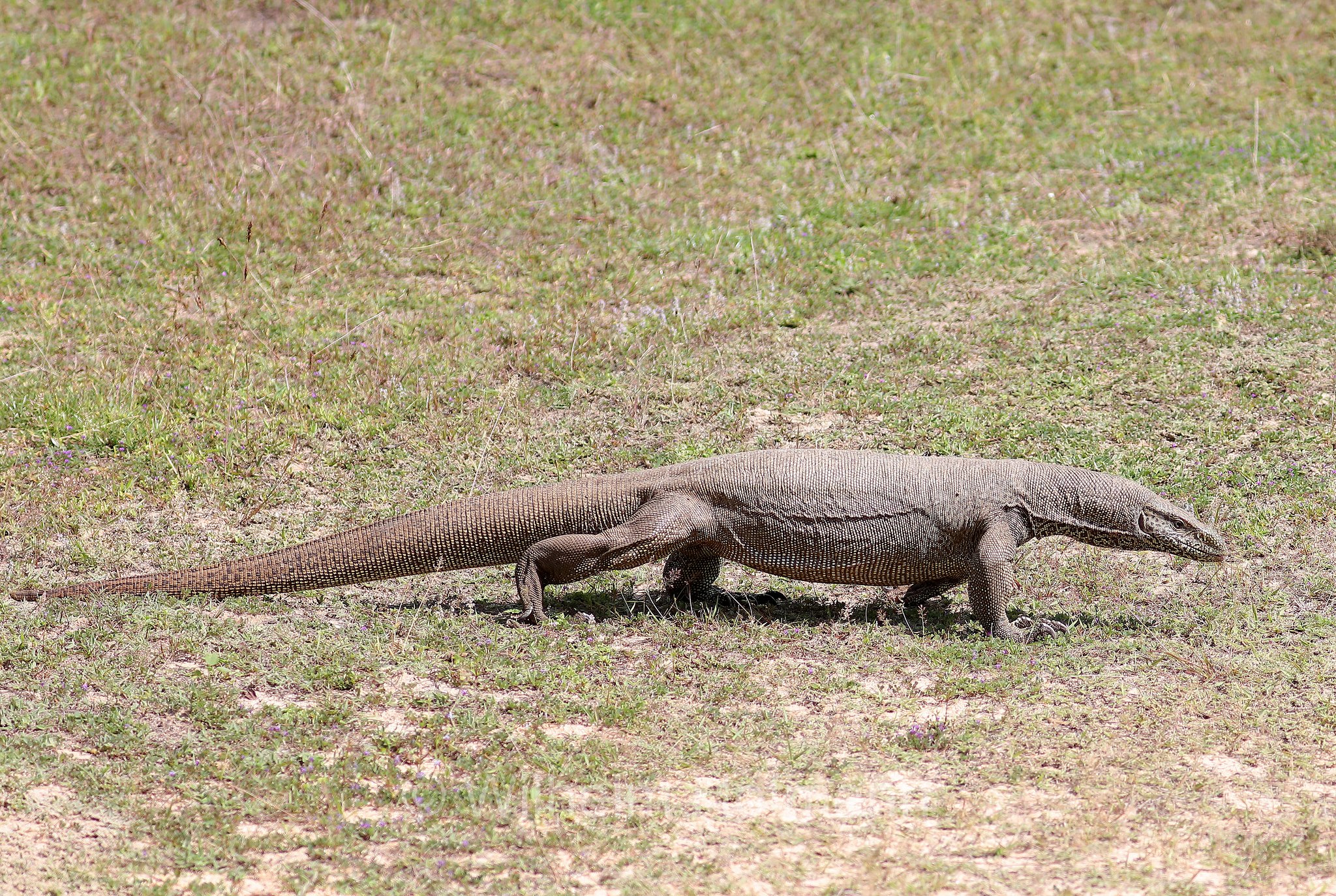 Bengal monitor, Indian monitor, Bengalenwaran, varano de Bengala, Varanus bengalensis, Sri Lanka, Yala National Park, Yala Nationalpark, Parco nazionale di Yala