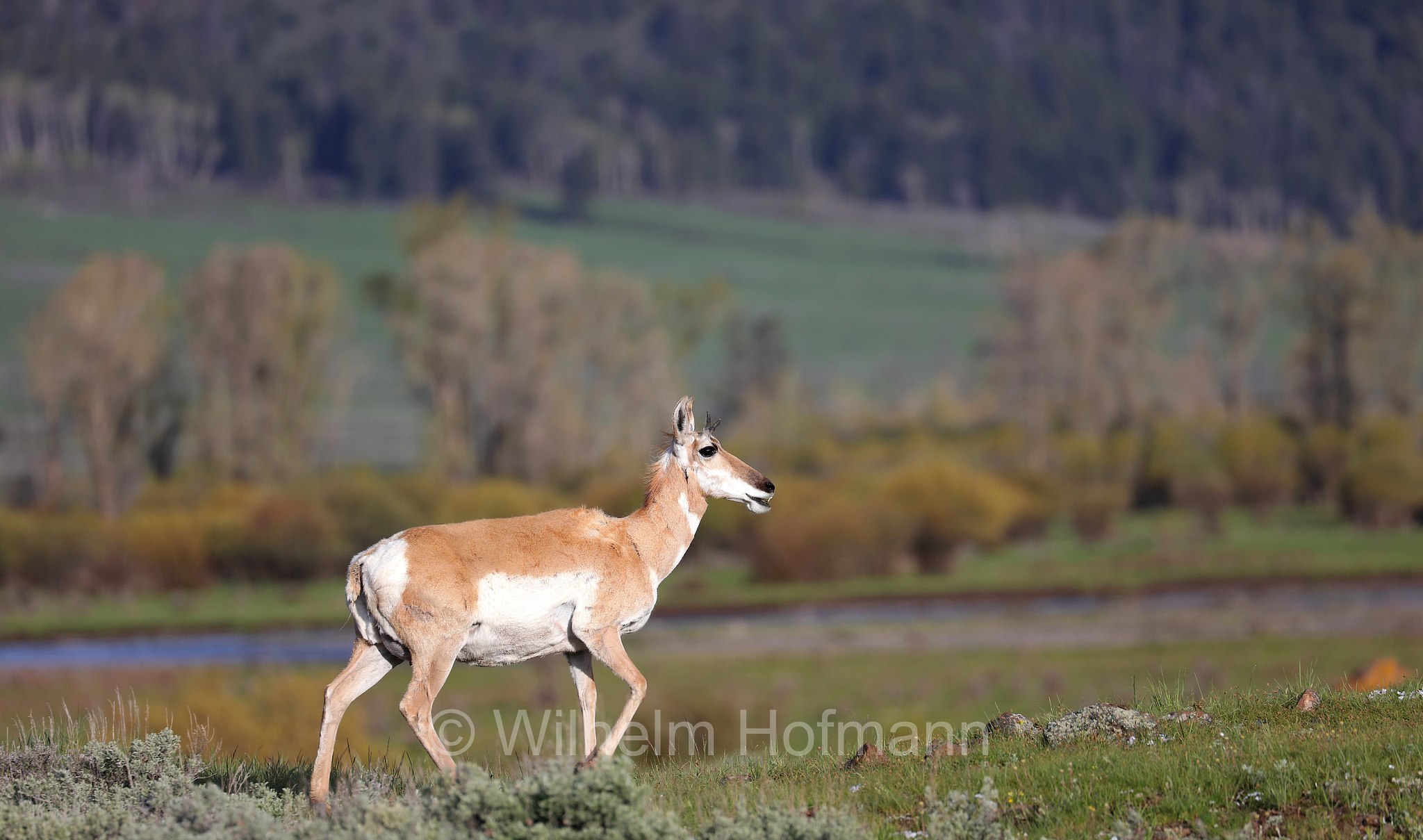 Antilocapra americana, pronghorn, American antelope, prong buck, pronghorn antelope, prairie antelope, Gabelbock, Gabelhornantilope, Gabelantilope, Gabelhorntier, Pronghorn, antilocapra, Lamar Valley, Yellowstone National Park, Yellowstone-Nationalpark﻿, parco nazionale di Yellowstone, Wyoming, USA