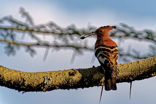 Oiseaux du Kenya