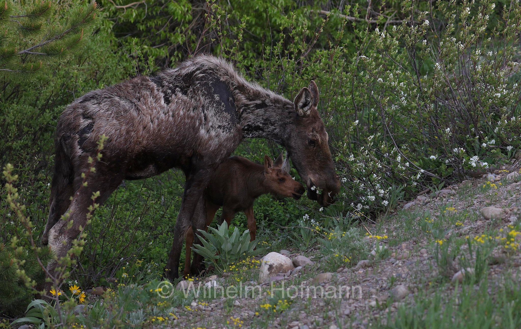 Shiras moose, Wyoming moose, Yellowstone moose, Yellowstone-Elch, Shiraz-Elch, Wyoming-Elch, alce di Shiras, Alces alces shirasi, Taggart Creek, Grand Teton National Park, Grand-Teton-Nationalpark, parco nazionale del Grand Teton, Wyoming, USA