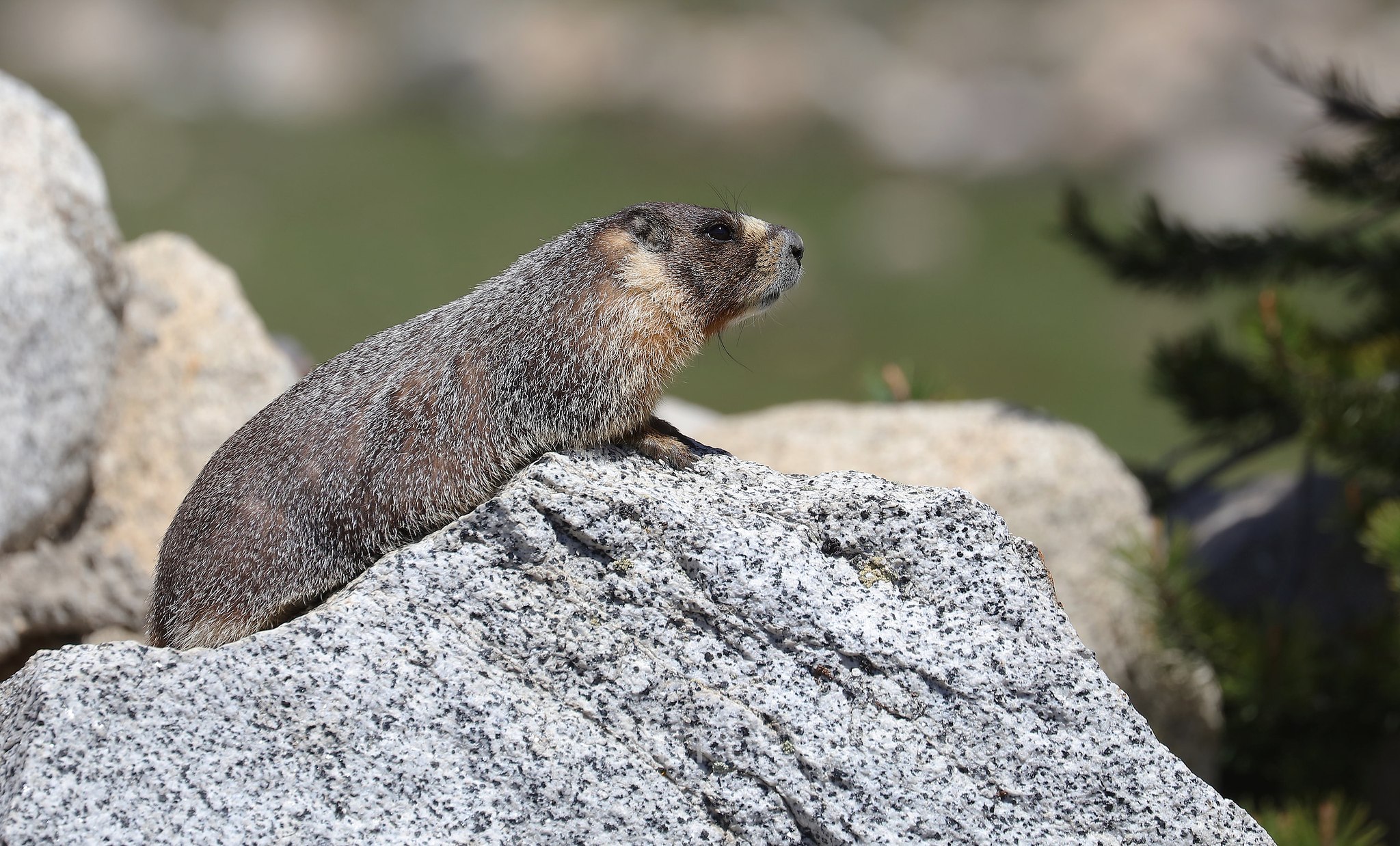 Marmota flaviventris, yellow-bellied marmot, rock chuck, Gelbbauchmurmeltier, marmotta dal ventre giallo, ﻿Tuolumne Meadows, Yosemite National Park, Yosemite-Nationalpark, Parco nazionale di Yosemite, California, USA
