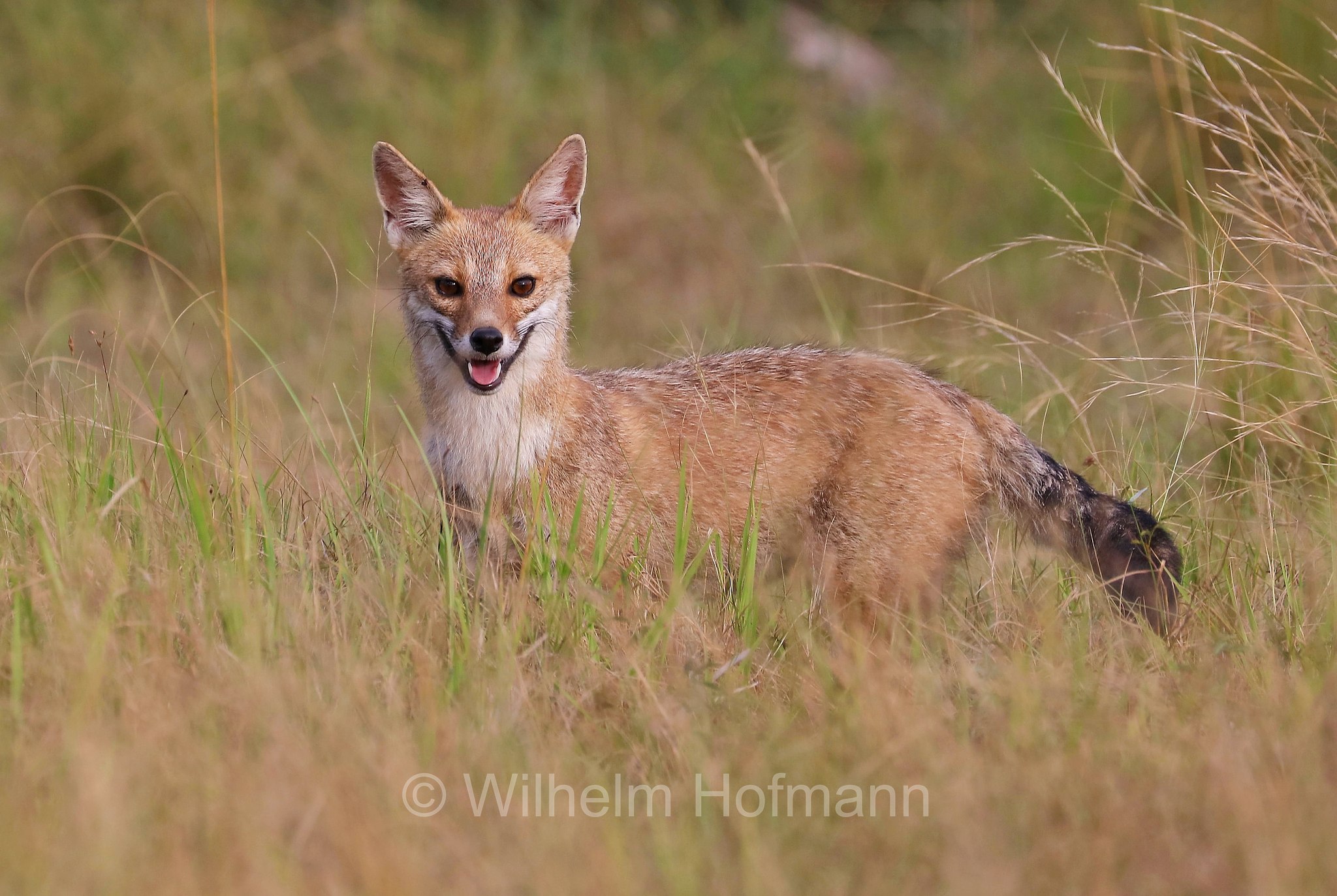 Pampas fox, grey pampean fox, Pampas zorro, Azara's fox, Azara's zorro, aguarachay, graxaim, Pampasfuchs, aguarachay, volpe di Azara, Lycalopex gymnocercus, Iberá Wetlands, Esteros del Iberá, Corrientes, Argentina, Argentinien