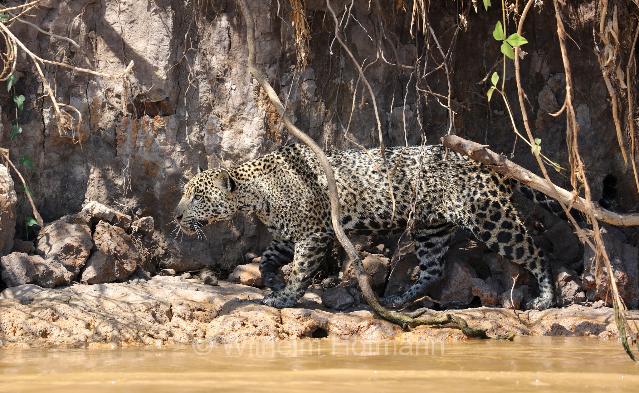 Jaguar, ﻿giaguaro, Panthera onca, Parque Estadual Encontro das Águas, Pantanal, Mato Grosso, Brazil, Brasil, Brasile, Brasilien