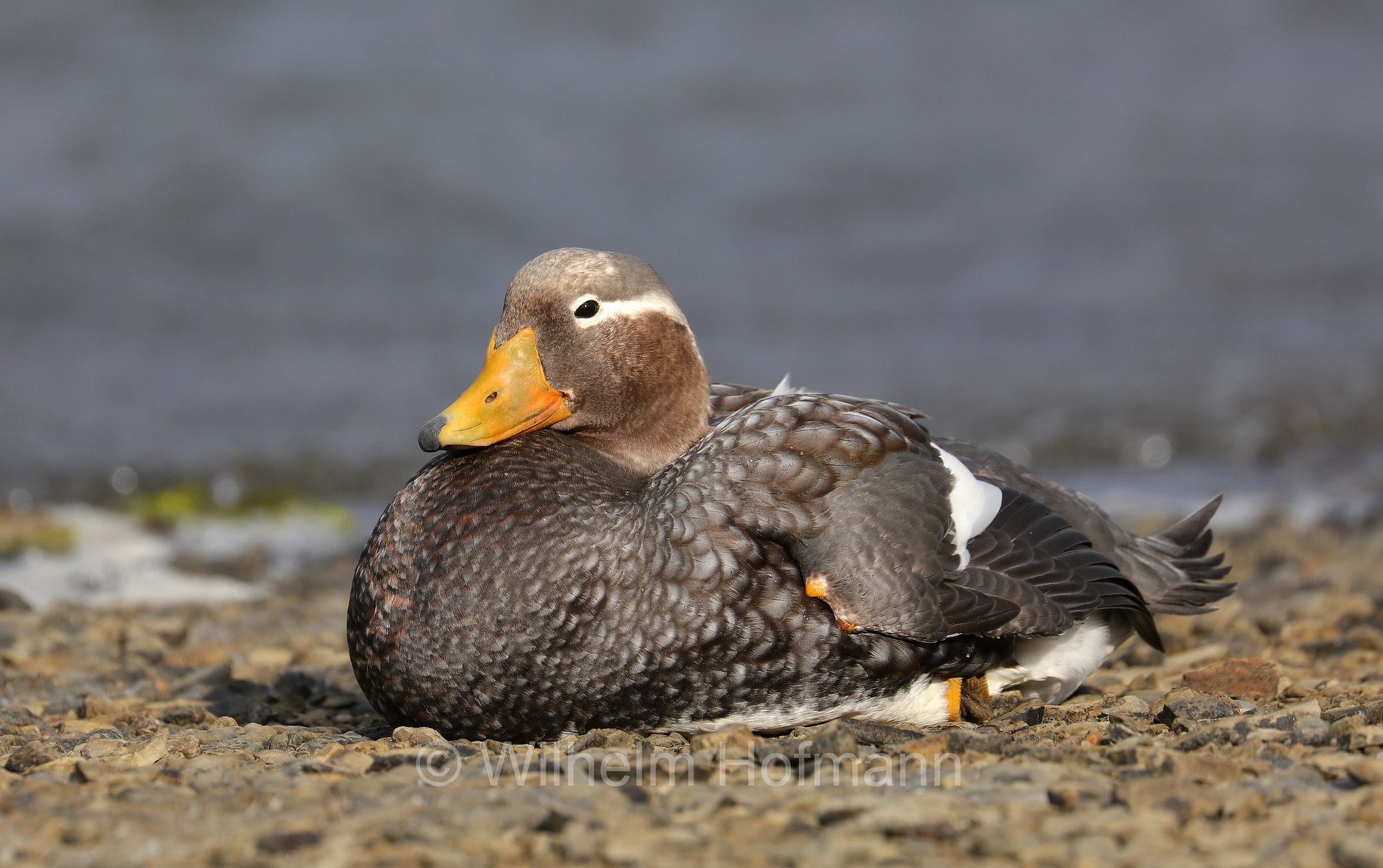 Falkland steamer duck, Falkland-Dampfschiffente, anatra vaporiera delle Falkland, Tachyeres brachypterus, East Falkland, Ostfalkland, Falkland Orientale, Isla Soledad, Falkland Islands, Falklandinseln, Isole Falkland