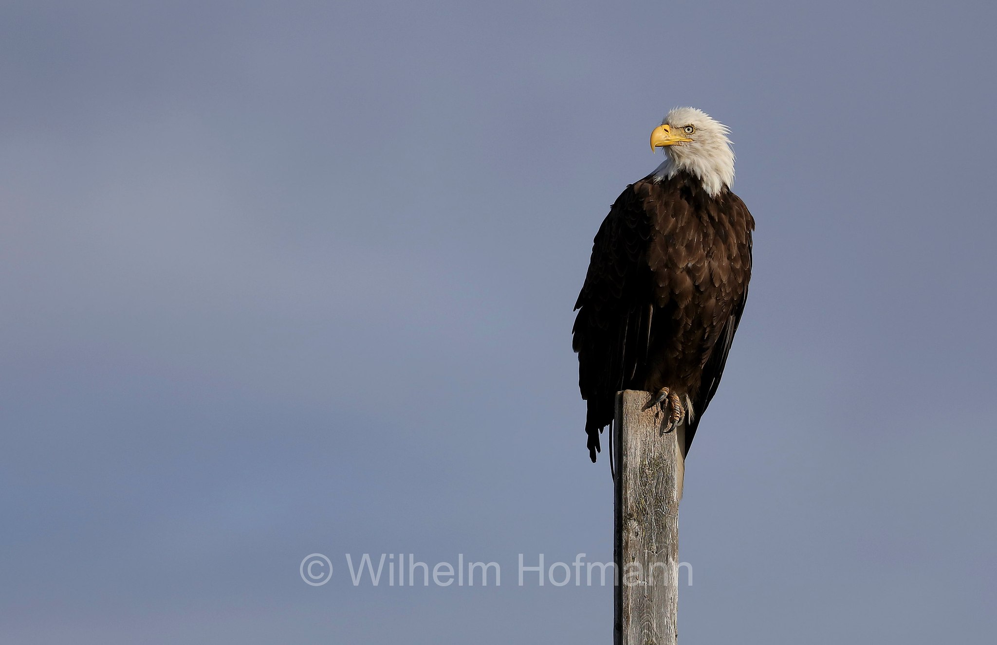 Haliaeetus leucocephalus, bald eagle, Weißkopfseeadler, aquila di mare testabianca, aquila calva, Homer Spit, Kachemak Bay, Kenai Peninsula, Kenai-Halbinsel, Penisola di Kenai, Alaska, USA