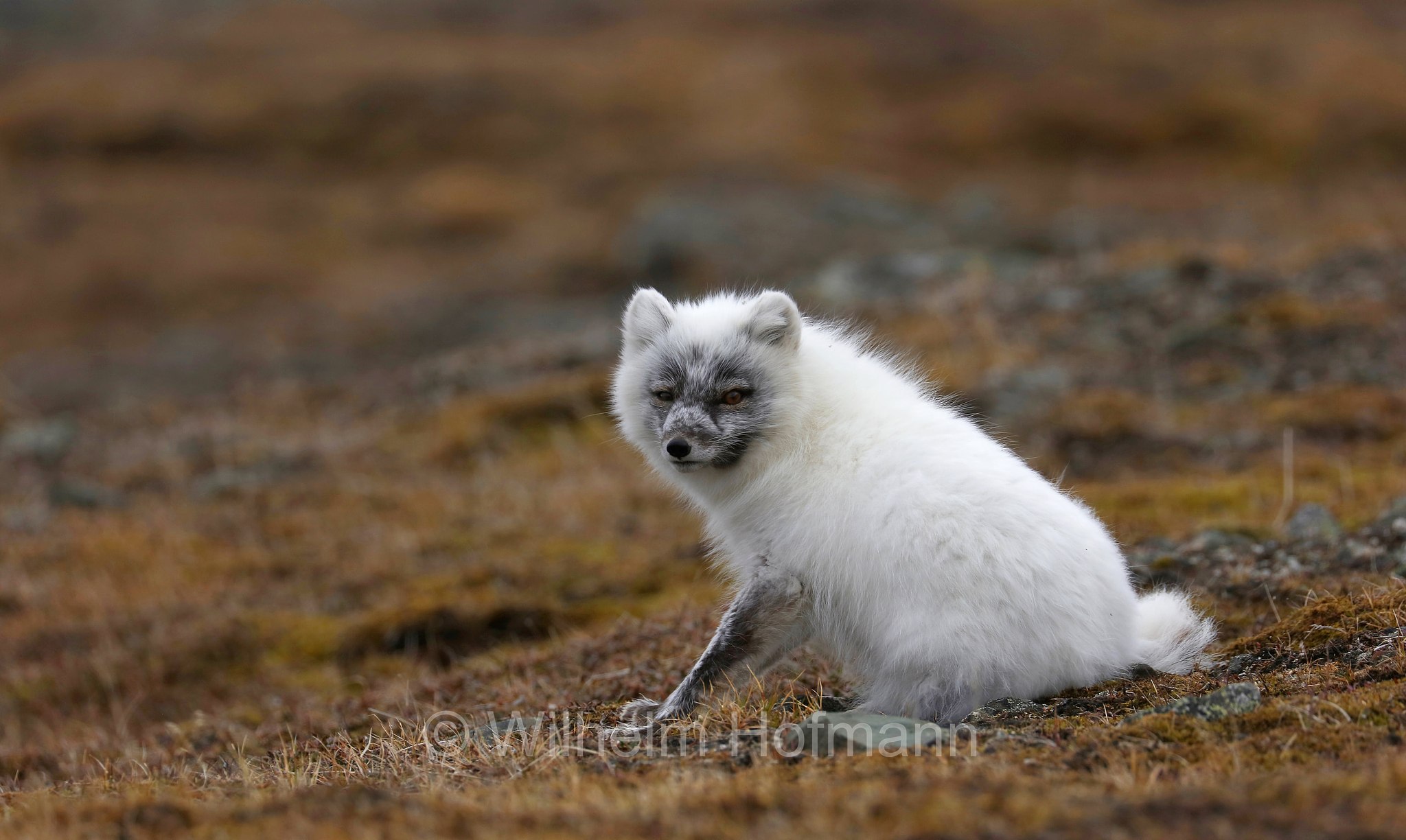 Vulpes lagopus, Alopex lagopus, Arctic fox, white fox, polar fox, snow fox, Polarfuchs, Schneefuchs, Eisfuchs, volpe artica, Björndalen Valley, Svalbard, Spitzbergen, Norway, Norwegen, Norvegia