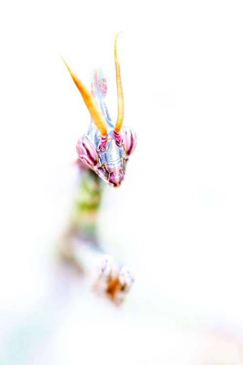 Empusa fasciata - Fasciated Conehead Mantid