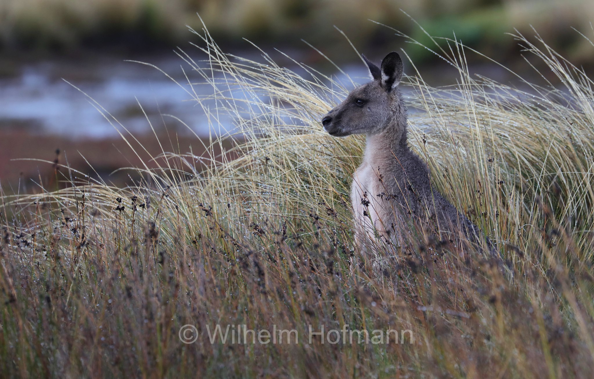 eastern grey kangaroo, gigantic large-foot, great grey kangaroo, forester kangaroo, Östliches Graues Riesenkänguru, canguro grigio orientale, Macropus giganteus, Narawntapu National Park, Narawntapu-Nationalpark, parco nazionale Narawntapu, Tasmania, Tasmanien, Australia, Austalien
