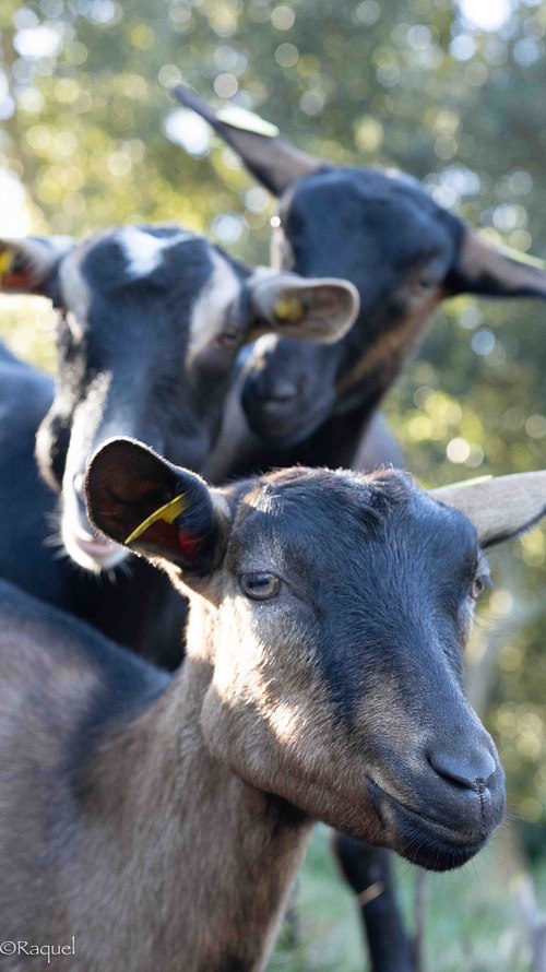 Deux chèvres de la Bergerie de La Londe-les-Maures photographiées en lumière naturelle.