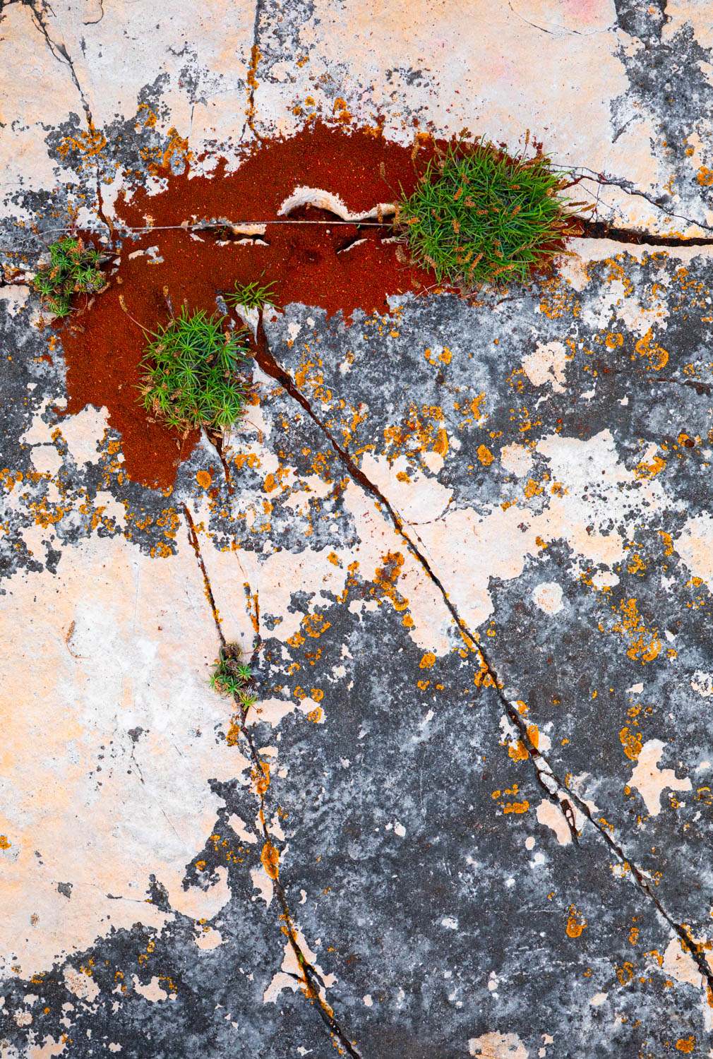 Detail Felsk&uuml;ste Istrien Naturfotgrafie