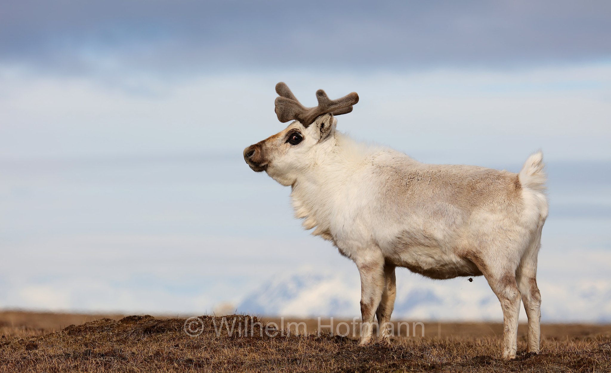 Rangifer tarandus platyrhynchus, Svalbard reindeer, Spitzbergen-Ren, renna delle Svalbard, Adventdalen, Spitsbergen, Svalbard, Spitzbergen, Norway, Norwegen, Norvegia