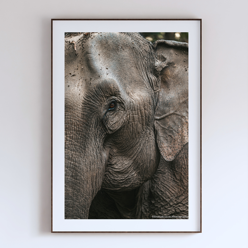 THE ONE - WILDLIFE & NATURE - "This Close" - LIMITED EDITION 3 of 5