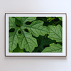 THE ONE - WILDLIFE & NATURE - "Green Shape" - LIMITED EDITION 5 of 5
