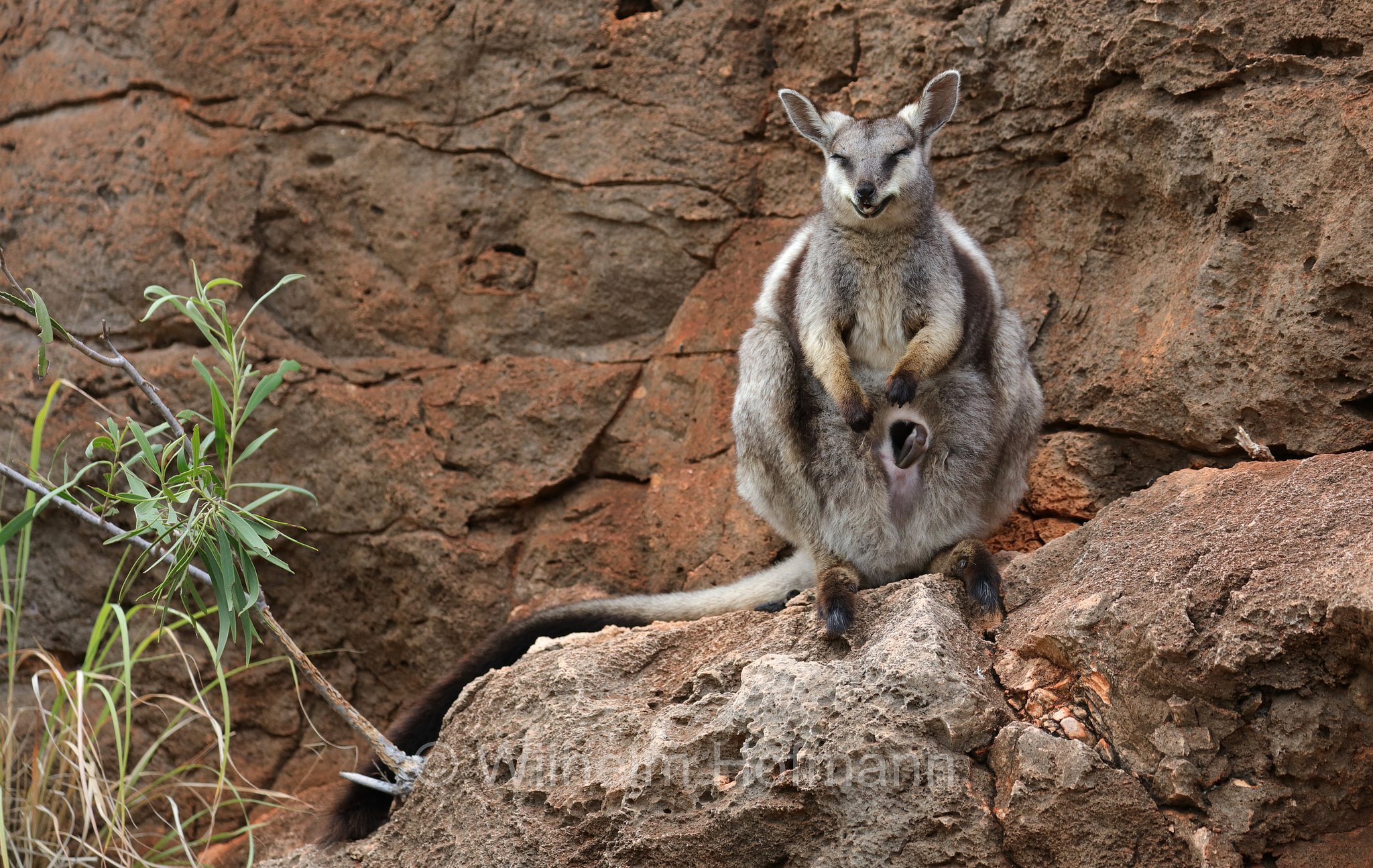 Petrogale lateralis, ﻿black-flanked rock-wallaby, black-footed rock-wallaby, warru, Schwarzpfoten-Felskänguru, wallaby delle rocce dai fianchi neri, wallaby delle rocce dai piedi neri, warru, Mandu Mandu Gorge, Cape Range National Park, Cape-Range-Nationalpark, Western Australia, Westaustralien, Australia Occidentale, Australia, Australien