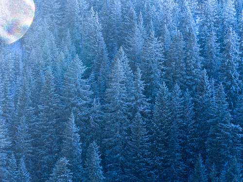 Winter forest