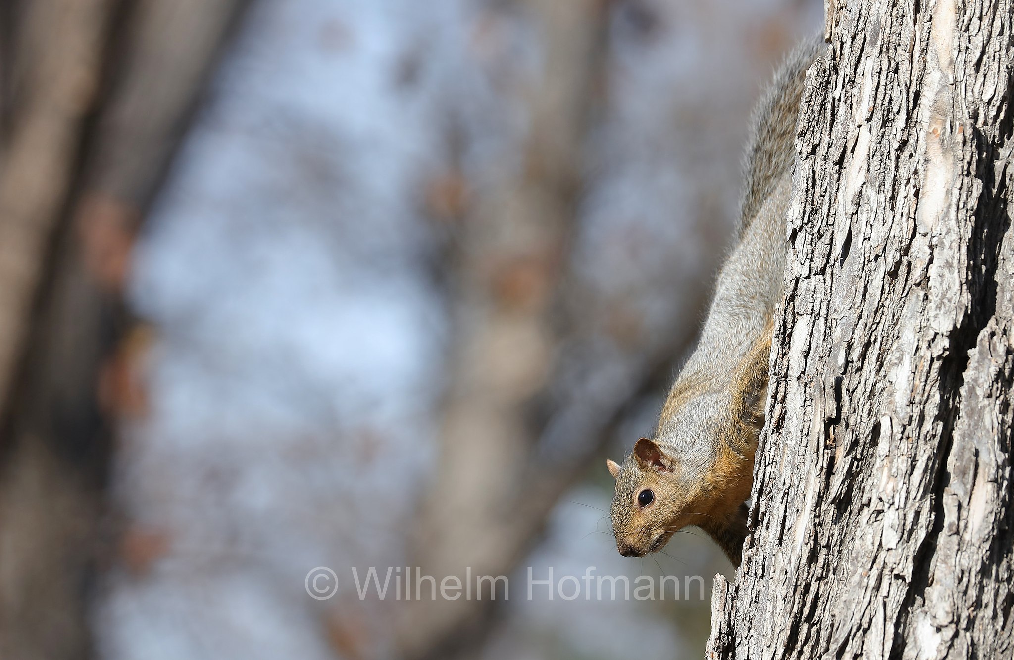 Sciurus niger, fox squirrel, eastern fox squirrel, Bryant's fox squirrel, Fuchshörnchen, scoiattolo volpe, Kildonan Park, Winnipeg, Manitoba, Canada, Kanada