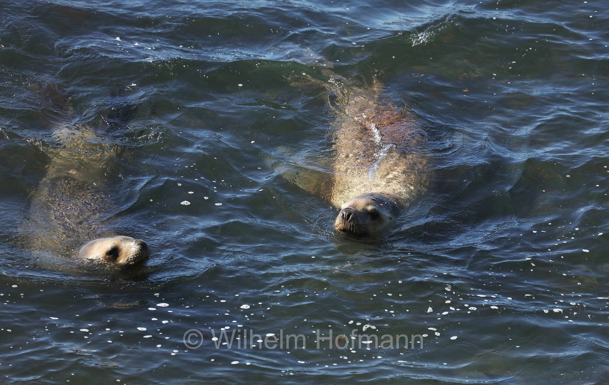 South American sea lion, southern sea lion, Patagonian sea lion, Mähnenrobbe, Patagonischer Seelöwe, Südamerikanischer Seelöwe, leone marino sudamericano, leone marino meridionale, Otaria flavescens, ﻿Südlicher See-Elefant, elefante marino meridionale, Mirounga leonina, Sealion Island, Sea Lion Island, Isla de los Leones Marinos, Falkland Islands, Falklandinseln, Isole Falkland