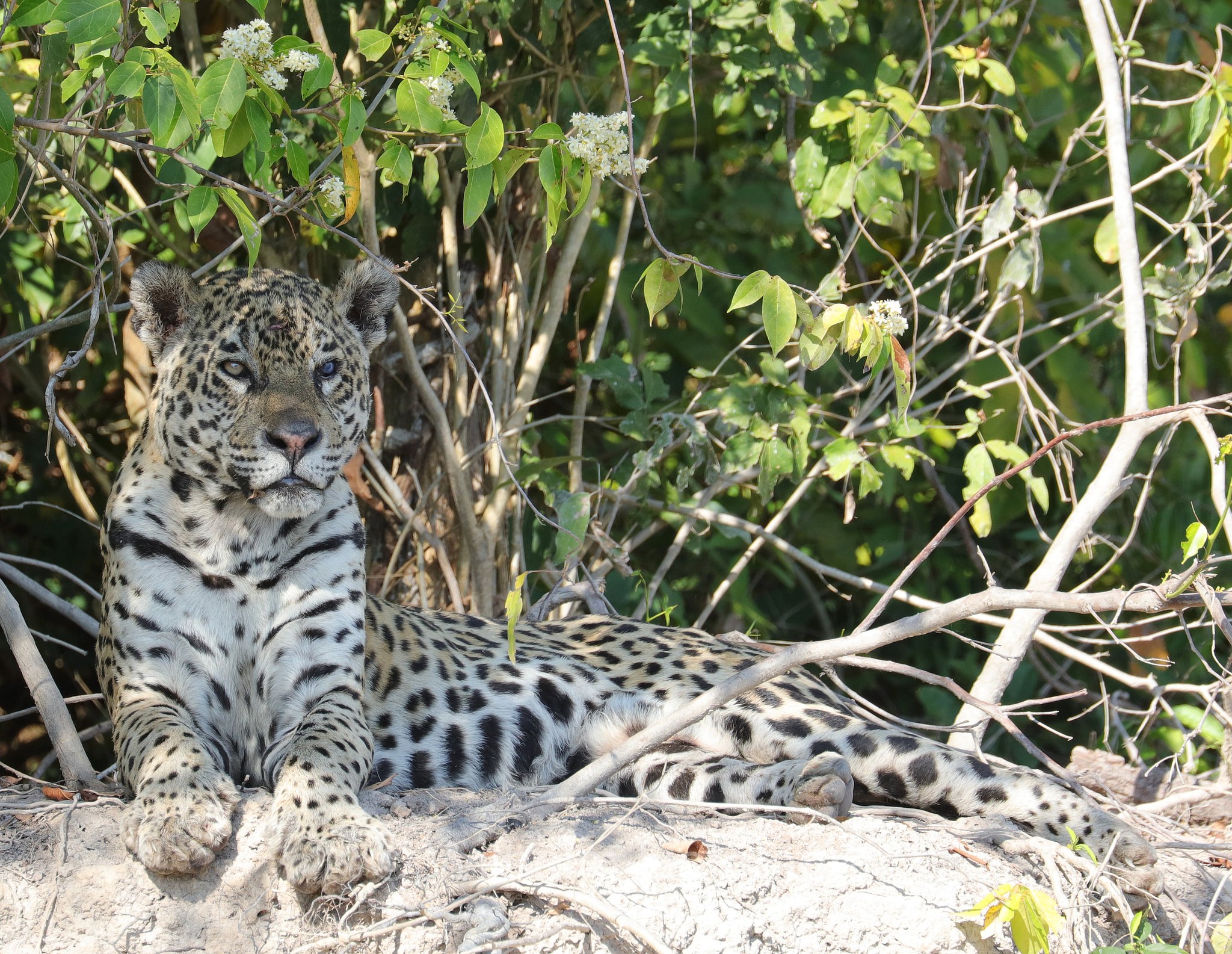 Jaguar, ﻿giaguaro, Panthera onca, Parque Estadual Encontro das Águas, Pantanal, Mato Grosso, Brazil, Brasil, Brasile, Brasilien