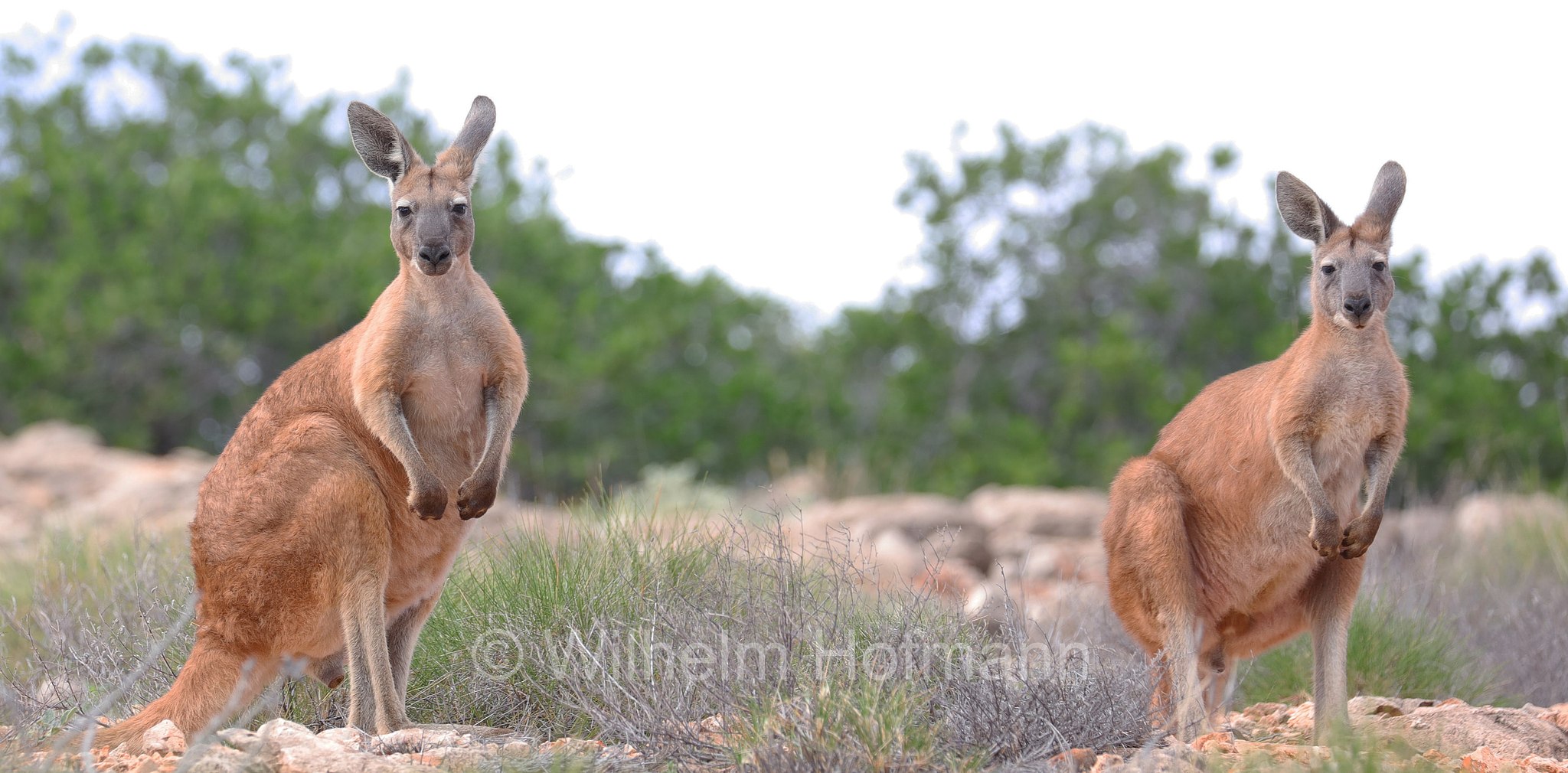 Osphranter rufus, red kangaroo, Rotes Riesenkänguru, canguro rosso, Mandu Mandu Gorge, Cape Range National Park, Cape-Range-Nationalpark, Western Australia, Westaustralien, Australia Occidentale, Australia, Australien