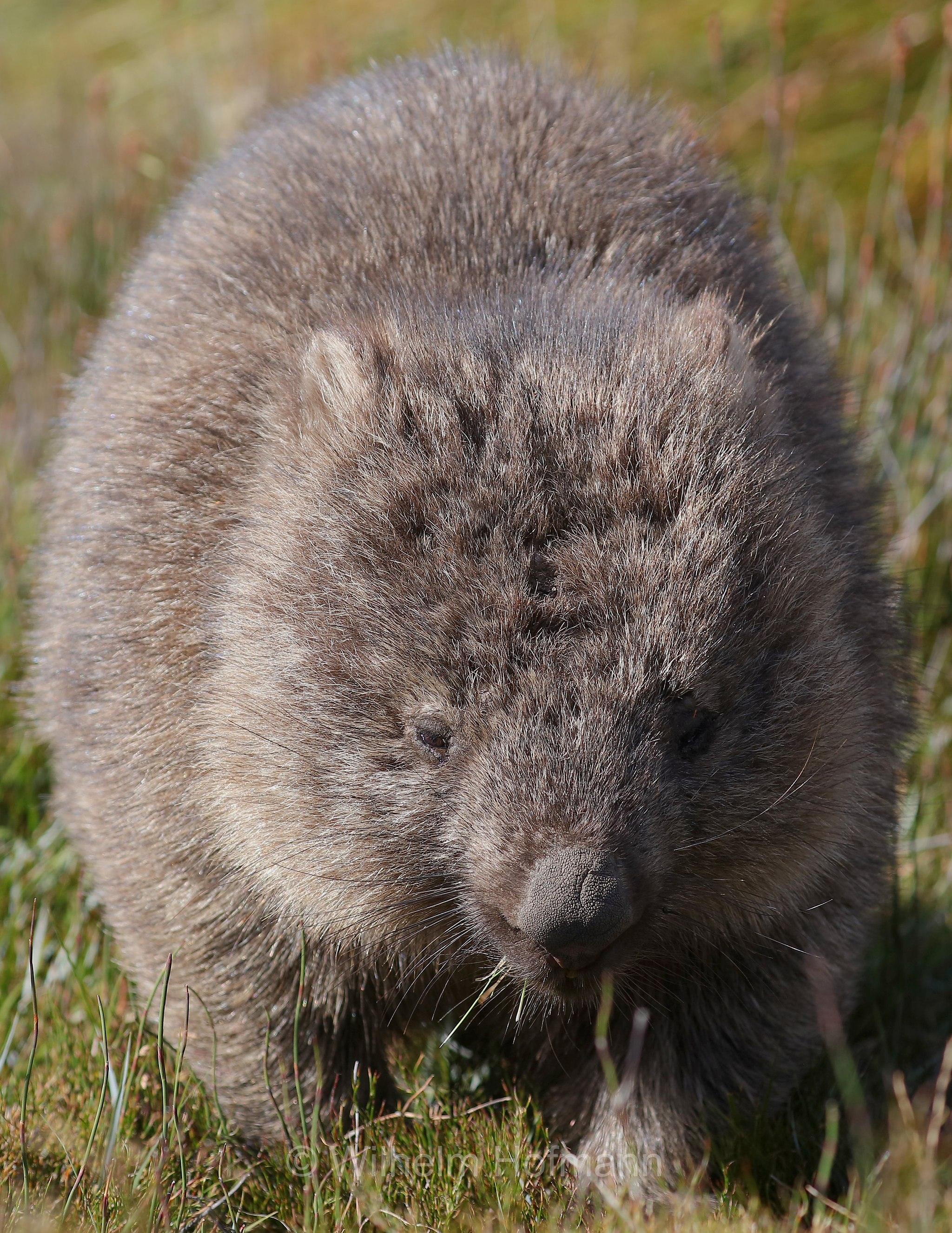 common wombat, bare-nosed wombat, Nacktnasenwombat, vombato comune, vombato dal pelo ruvido, Vombatus ursinus, Ronny Creek, Cradle Mountain National Park, Cradle Mountain-Lake St Clair National Park, Cradle-Mountain-Lake-St.-Clair-Nationalpark, Parco nazionale del monte Cradle-lago St Clair, Tasmania, Tasmanien, Australia, Australien