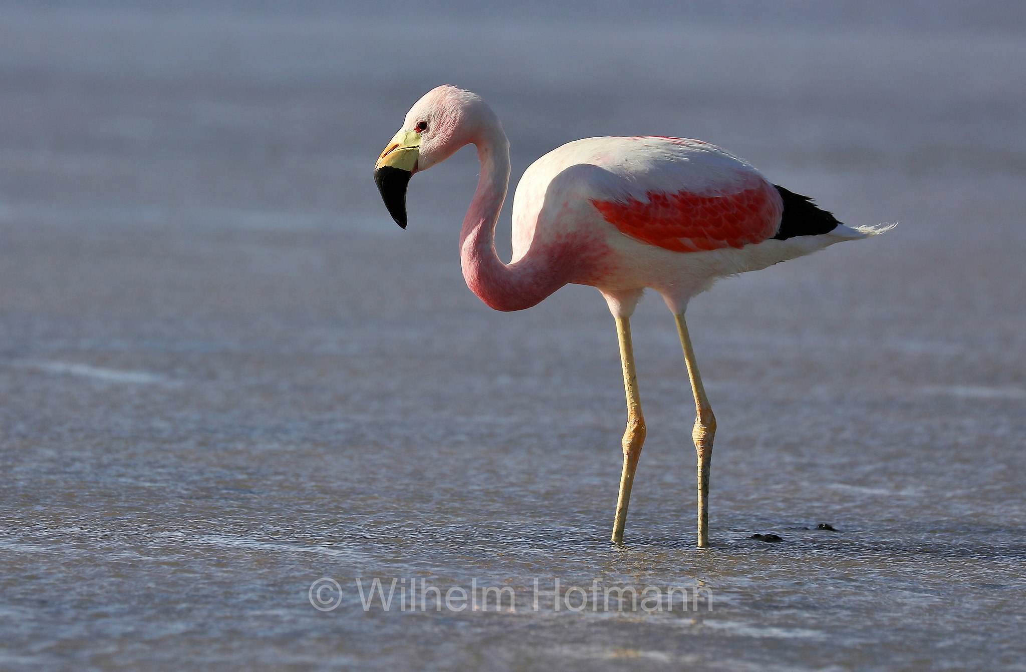 Andean flamingo, Andenflamingo, Gelbfußflamingo, fenicottero delle Ande, Phoenicoparrus andinus, Atacama Desert, Atacama-Wüste, deserto di Atacama, Chile, Cile, Laguna Piedra