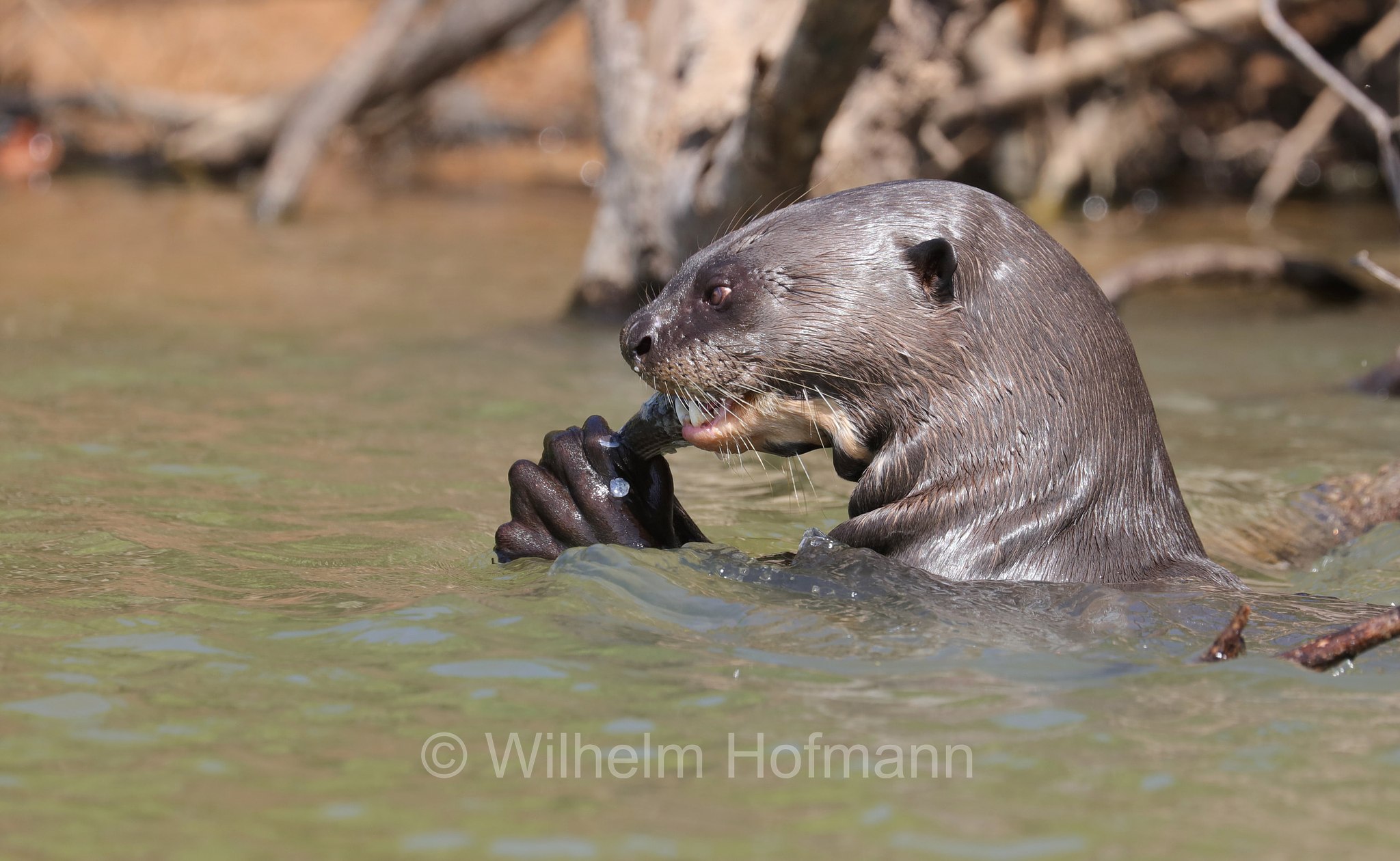 giant river otter, giant otter, Riesenotter, lontra gigante, lontra gigante del Brasile, Pteronura brasiliensis, Parque Estadual Encontro das Águas, Pantanal, Mato Grosso, Brazil, Brasil, Brasile, Brasilien