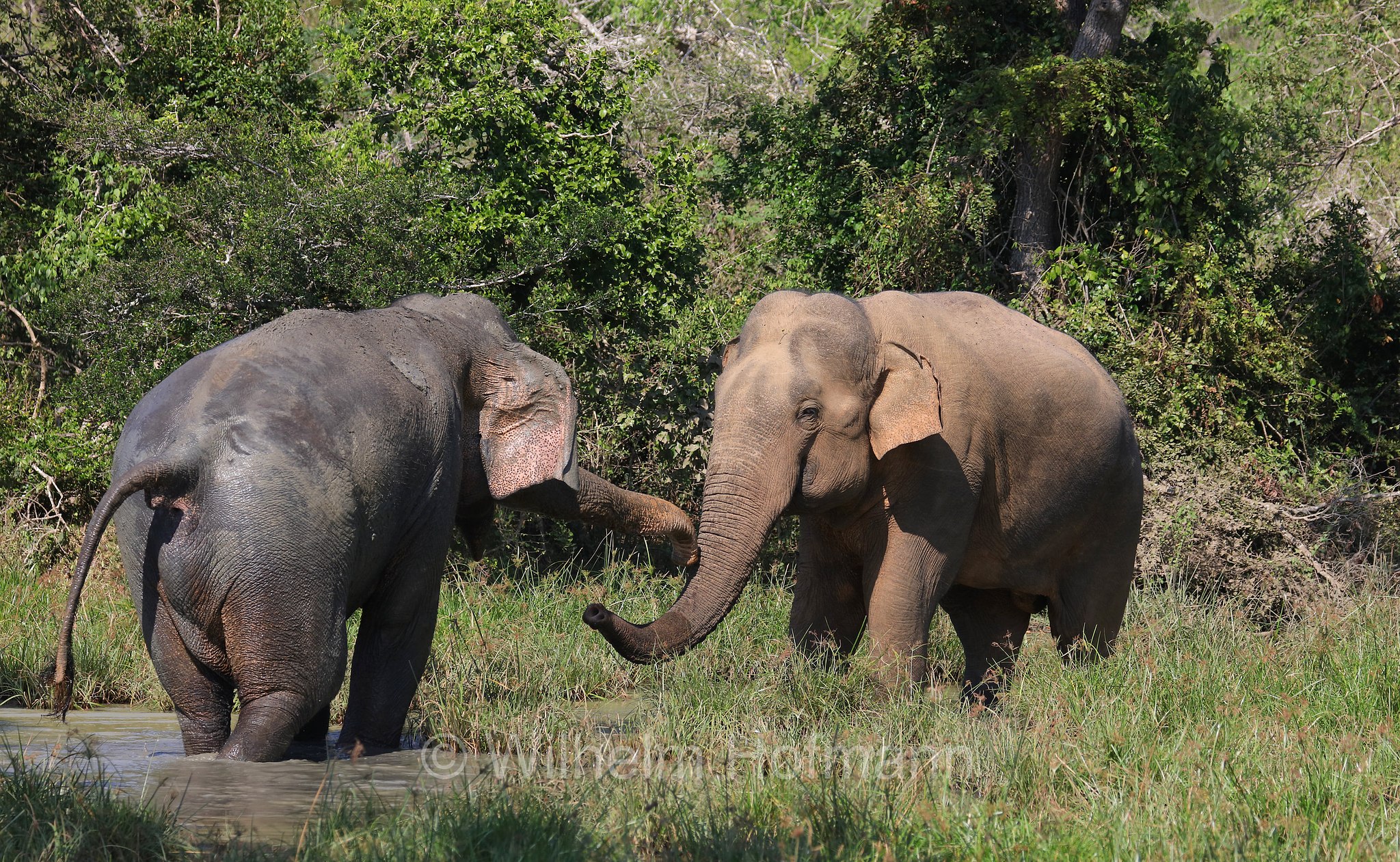 Sri Lankan elephant, Sri-Lanka-Elefant, Ceylon-Elefant, elefante dello Sri Lanka, Elephas maximus maximus, Sri Lanka, Bundala National Park, Bundala Nationalpark, Parco nazionale Bundala