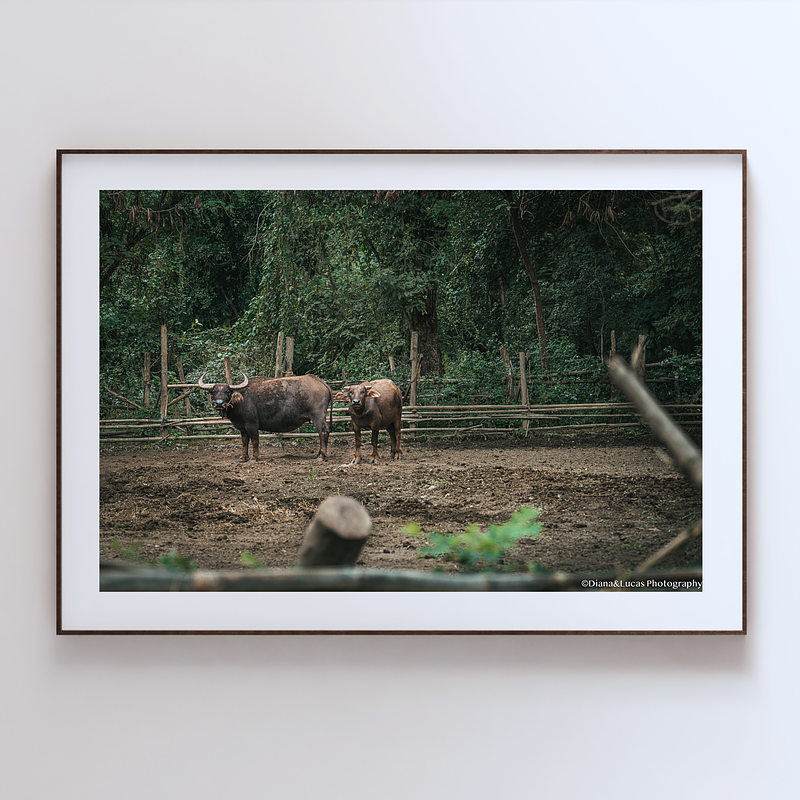 COLLECTION - GIANTS OF THE LAND HORIZONTAL - "Mutual Interest" - LIMITED EDITION 10 of 10