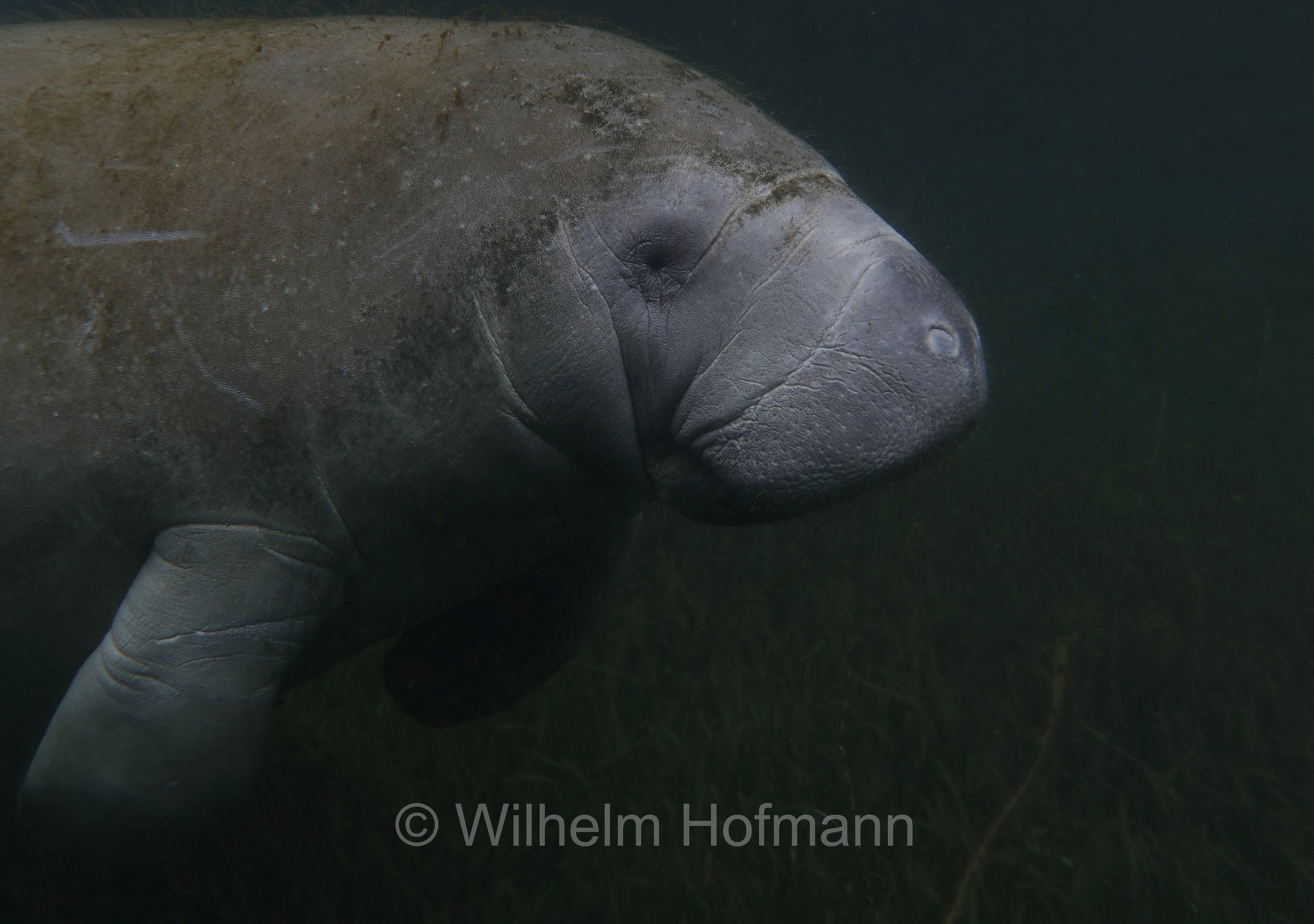 Trichechus manatus latirostris, Florida manatee, Florida-Seekuh, Florida-Manati, lamantino della Florida, manato della Florida, Crystal River, Kings Bay Park, Florida, USA