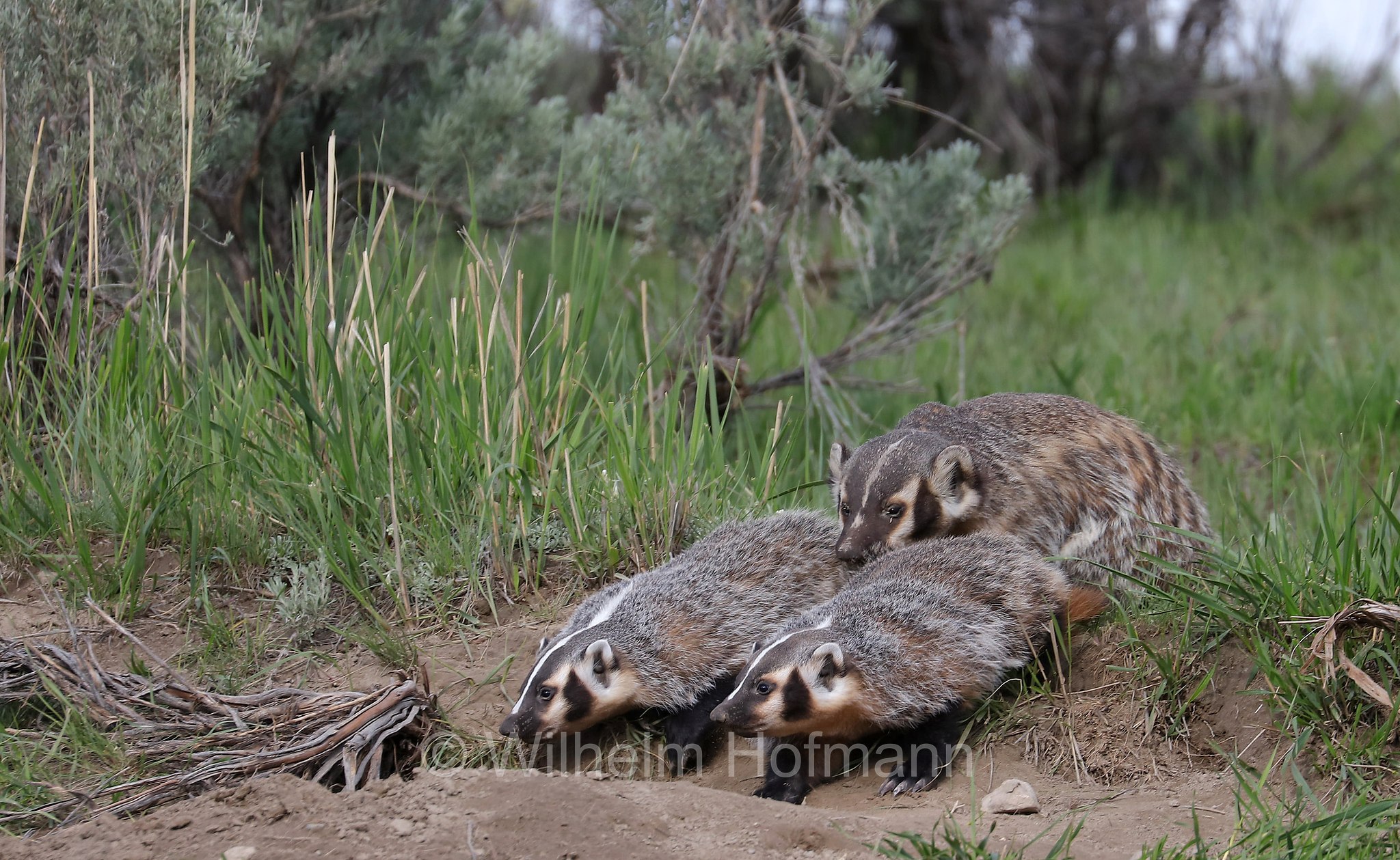 Taxidea taxus, American Badger, Silberdachs, tasso americano, Slough Creek, Lamar Valley, Yellowstone National Park, Yellowstone-Nationalpark﻿, parco nazionale di Yellowstone, Wyoming, USA