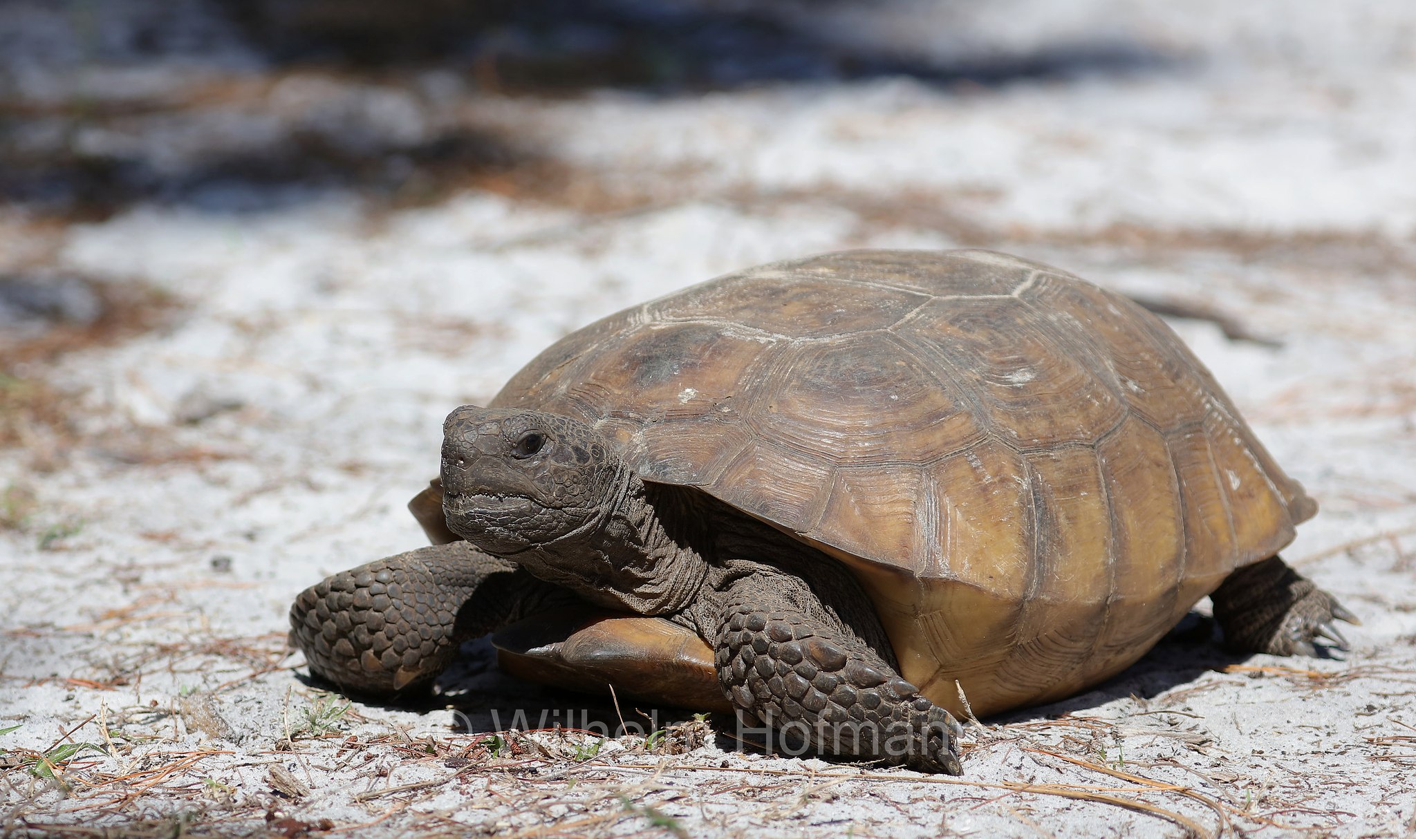 Gopherus polyphemus, gopher tortoise, Georgia-Gopherschildkröte, Florida-Gopherschildkröte, tartaruga gopher, testuggine gopher, Key Vista Nature Park, Florida, USA