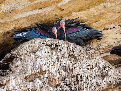 Geronticus eremita – Waldrapp
