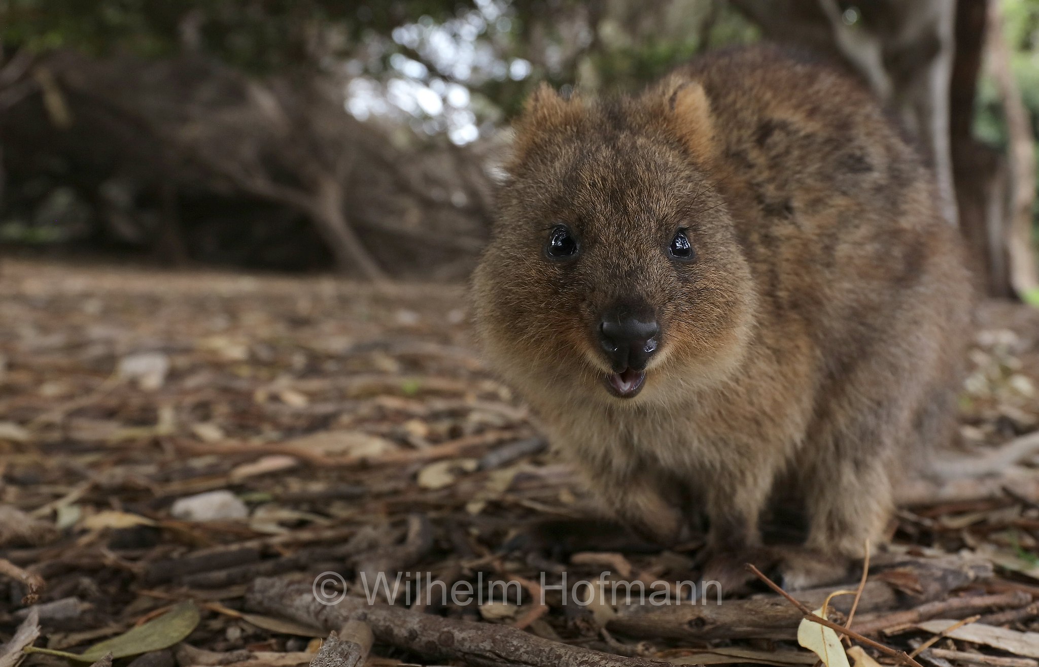 Setonix brachyurus, quokka, Quokka, Kurzschwanzkänguru, Rottnest Island, Rotto, Wadjemup, Isola Rottnest, Western Australia, Westaustralien, Australia Occidentale, Australia, Australien