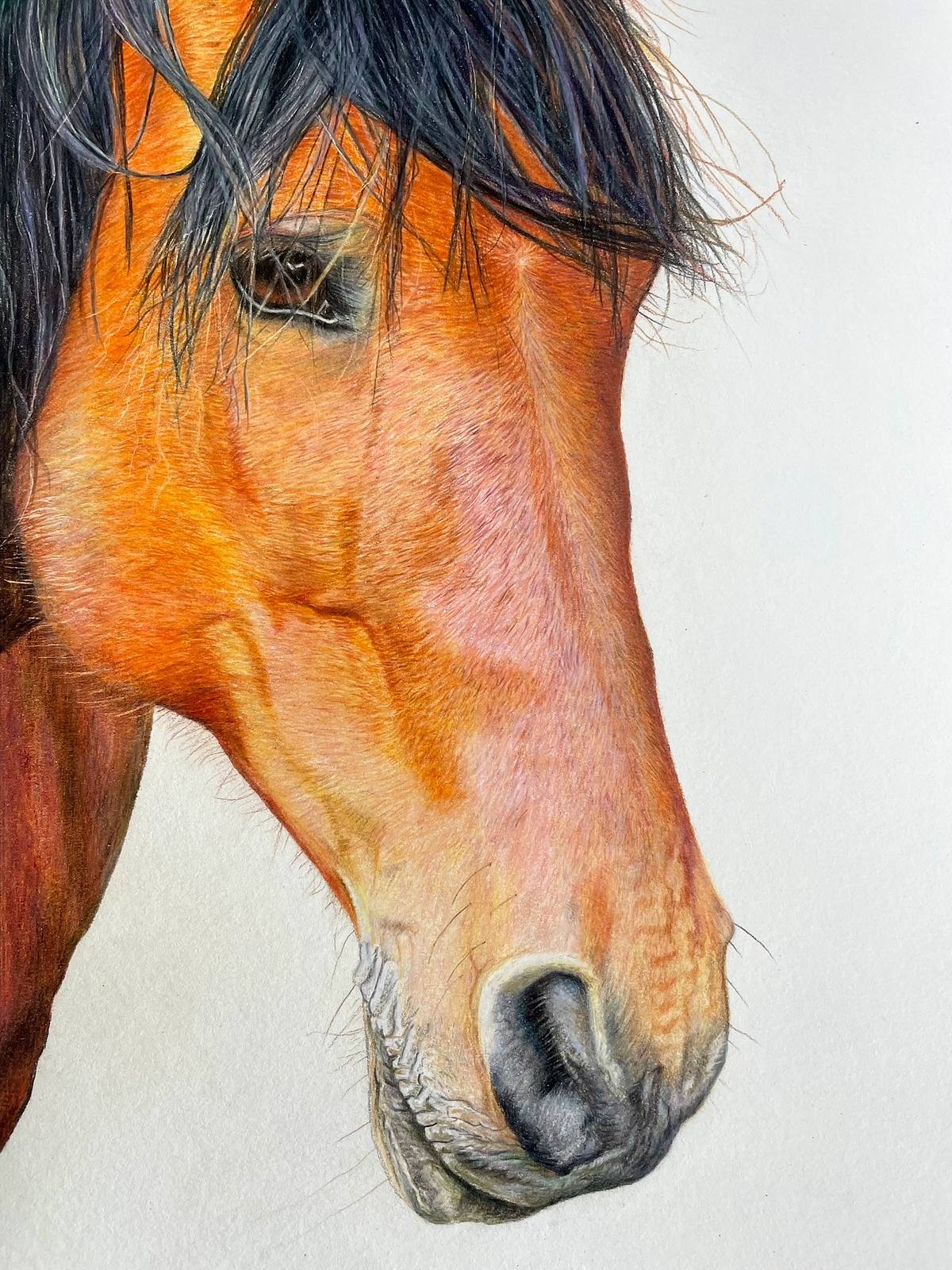 A close up, cropped, colour pencil fine art drawing of a chestnut horse with kind eye looking at the viewer on a white background