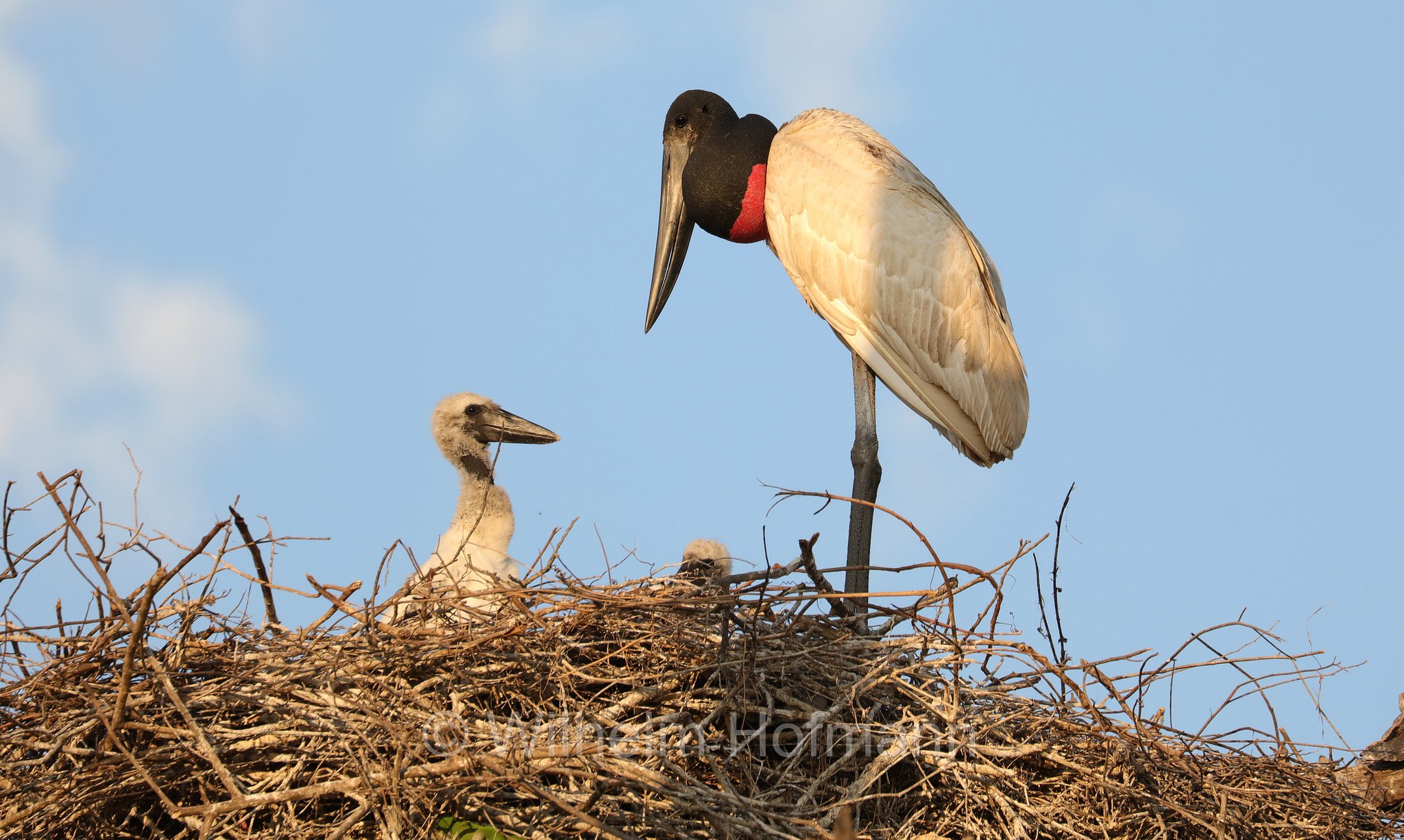 jabiru, jaburu, tuiuiú, tuim-de-papo vermelho, cauauá, Jabiru mycteria, Pantanal, Mato Grosso, Brazil, Brasil, Brasile, Brasilien