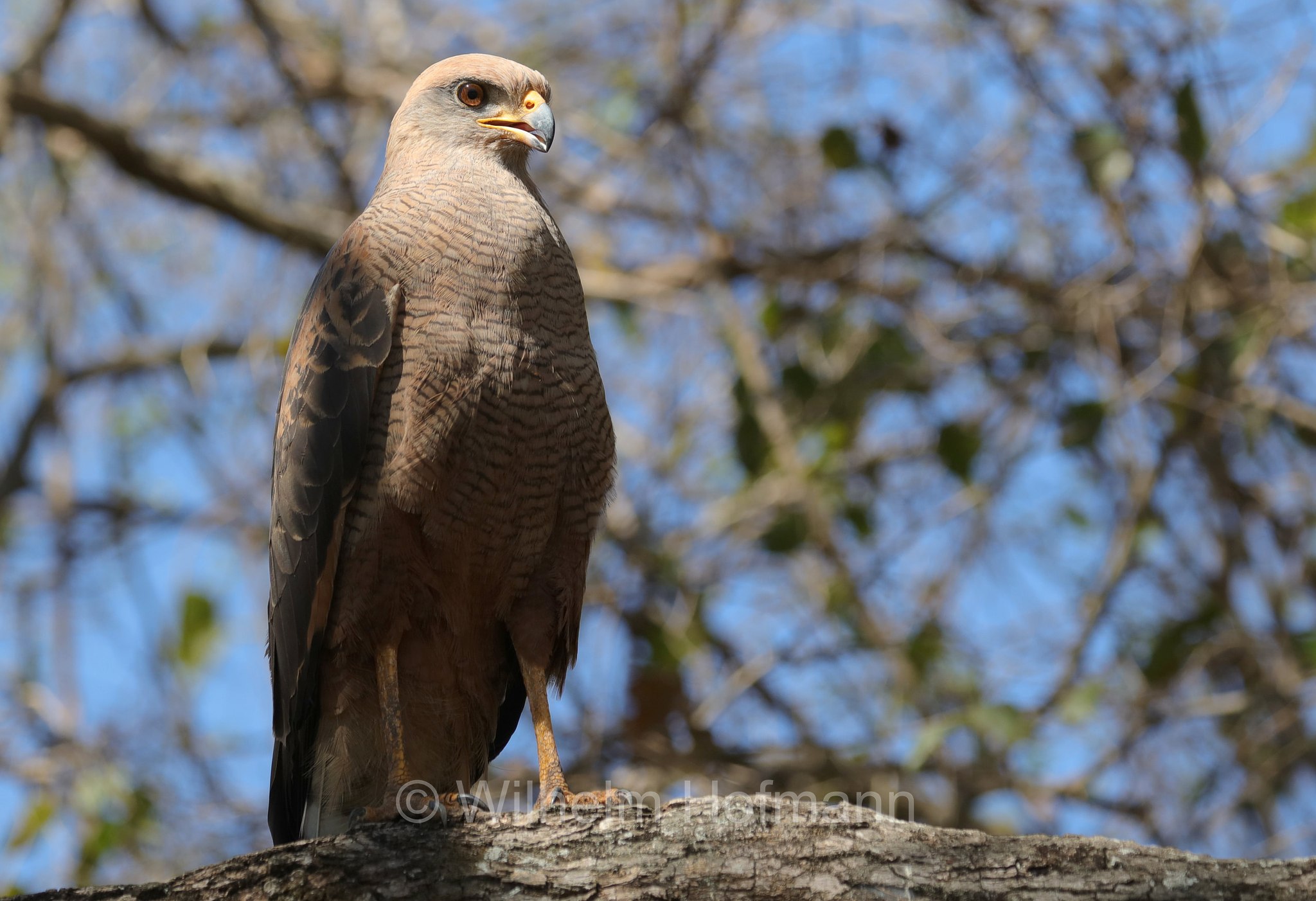 savanna hawk, Savannenbussard, ﻿poiana di savana, Buteogallus meridionalis, Pantanal, Mato Grosso, Brazil, Brasil, Brasile, Brasilien