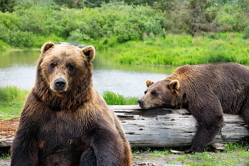 Taken at the animal conservatory near Seward, Alaska.