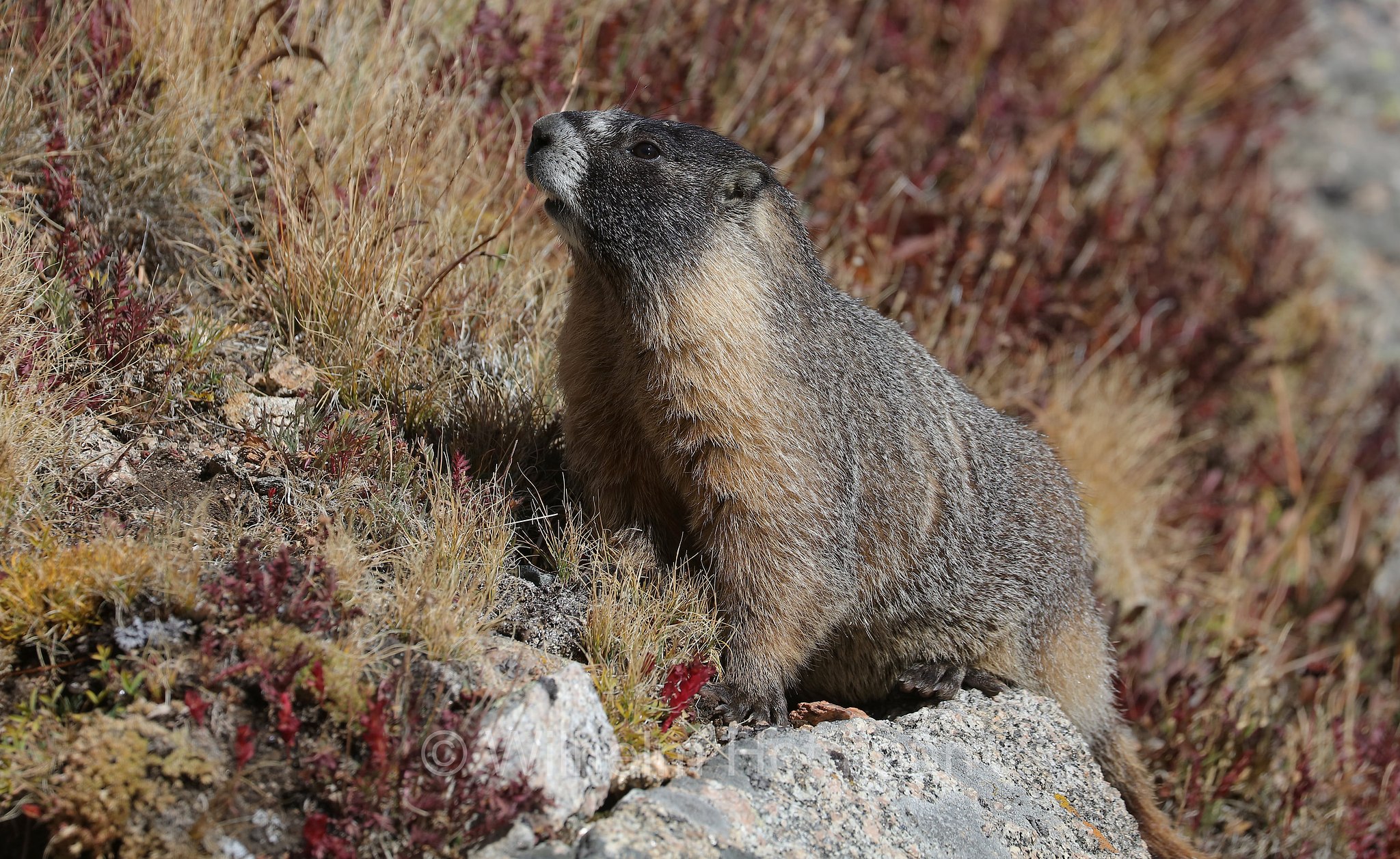 Marmota flaviventris, yellow-bellied marmot, rock chuck, Gelbbauchmurmeltier, marmotta dal ventre giallo, Summit Lake, Summit Lake Park, Colorado, USA