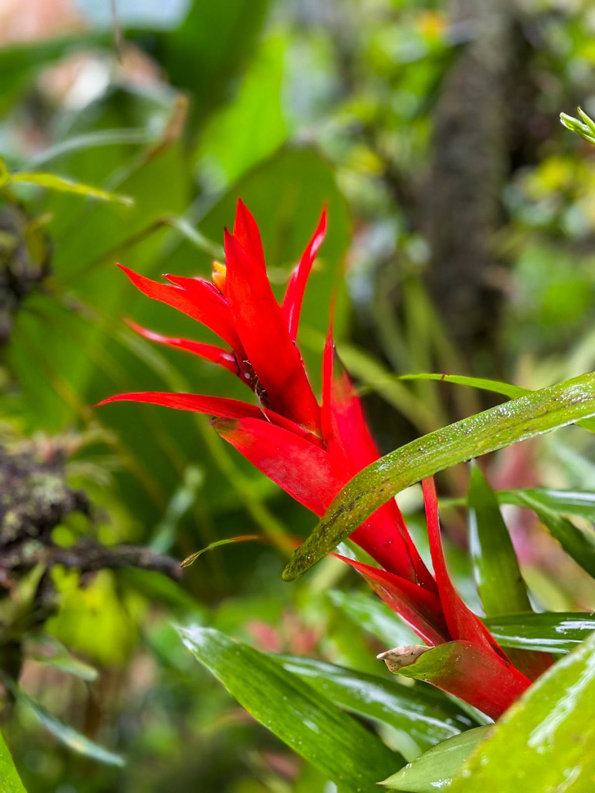 Drooped Tufted Airplant in Brilliant Red